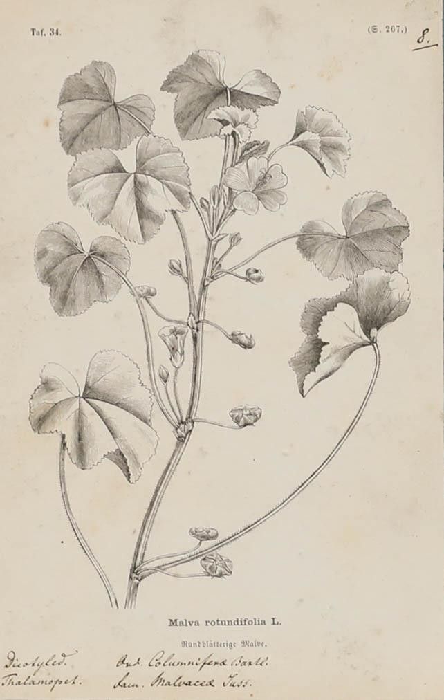 Native Flora Of Europe Framed 19th Century Lithograph, Malva Rotundifolia photo furniture