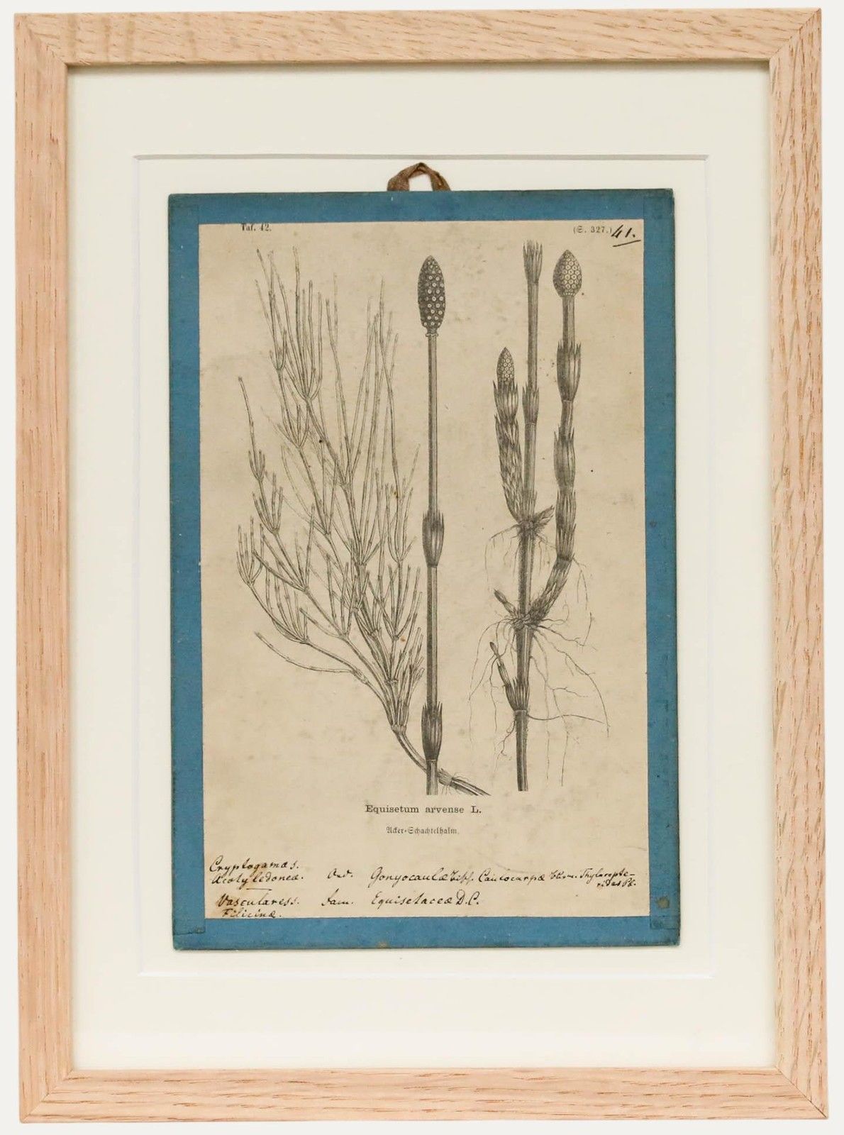Native Flora Of Europe Framed 19th Century Lithograph, Equisetum Arvense