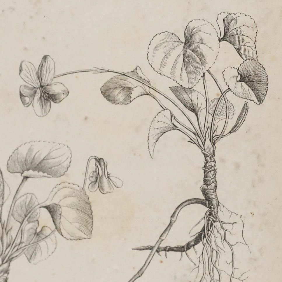 Native Flora Of Europe Framed 19th Century Lithograph, Viola Odorata photo Art