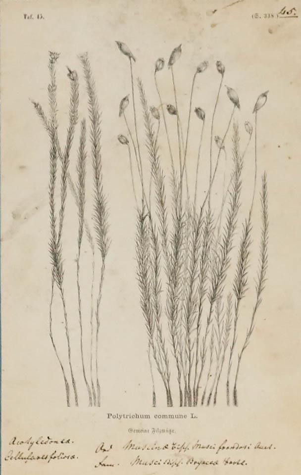 Native Flora Of Europe Framed 19th Century Lithograph, Polytrichum Commune photo furniture