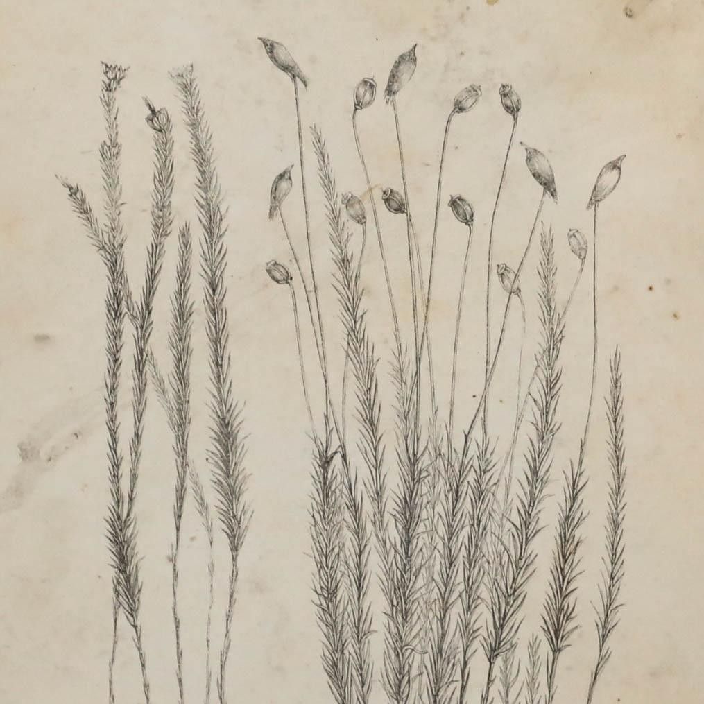 Native Flora Of Europe Framed 19th Century Lithograph, Polytrichum Commune photo Art