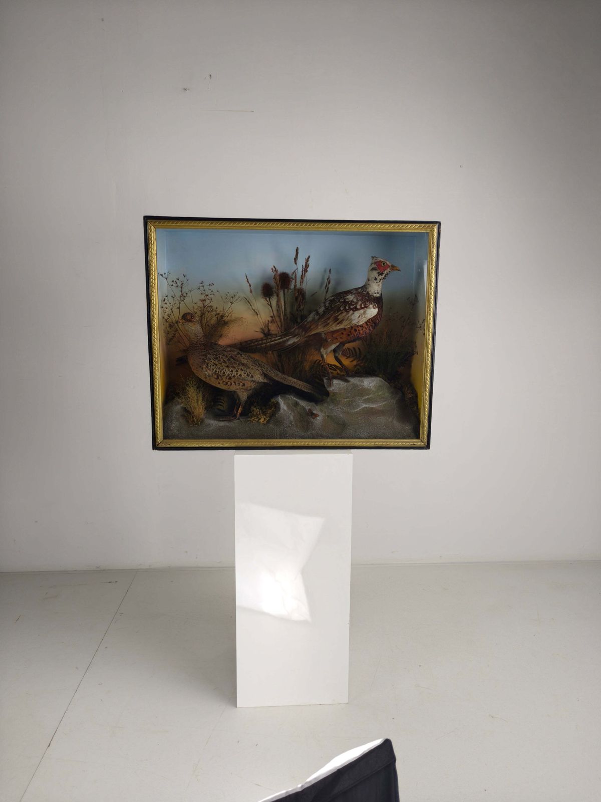 Fine 19th Century Cased Taxidermy By James Hutchings – Two Pheasants With Decorative Background photo furniture