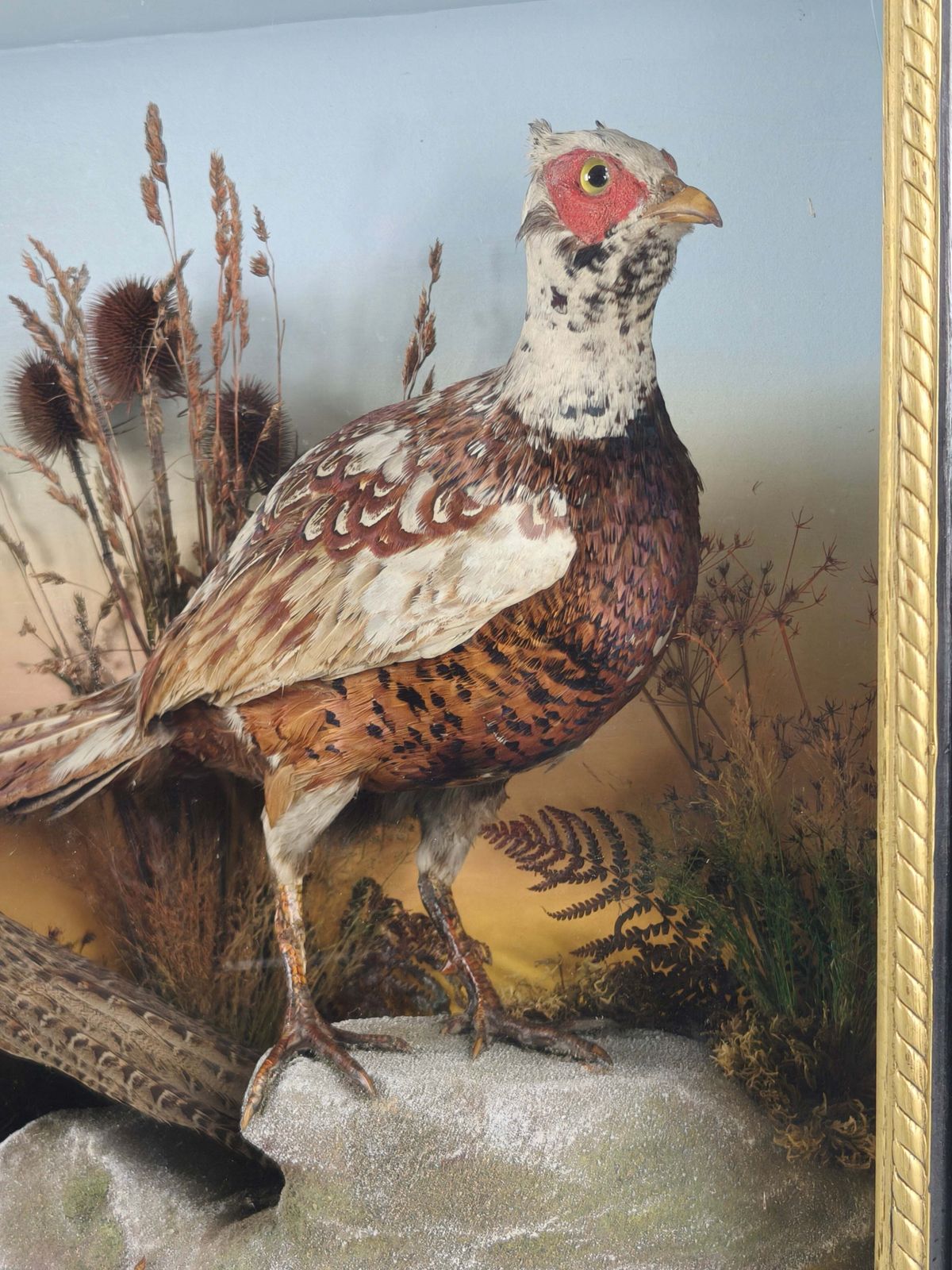 photo furniture Fine 19th Century Cased Taxidermy By James Hutchings – Two Pheasants With Decorative Background