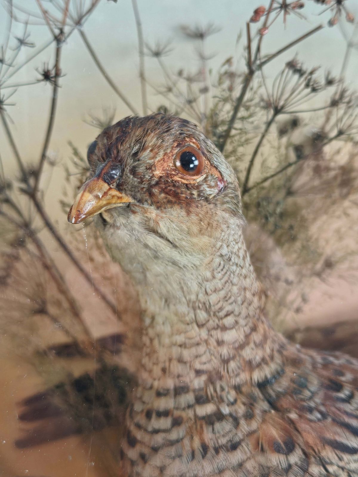photo for sale Fine 19th Century Cased Taxidermy By James Hutchings – Two Pheasants With Decorative Background