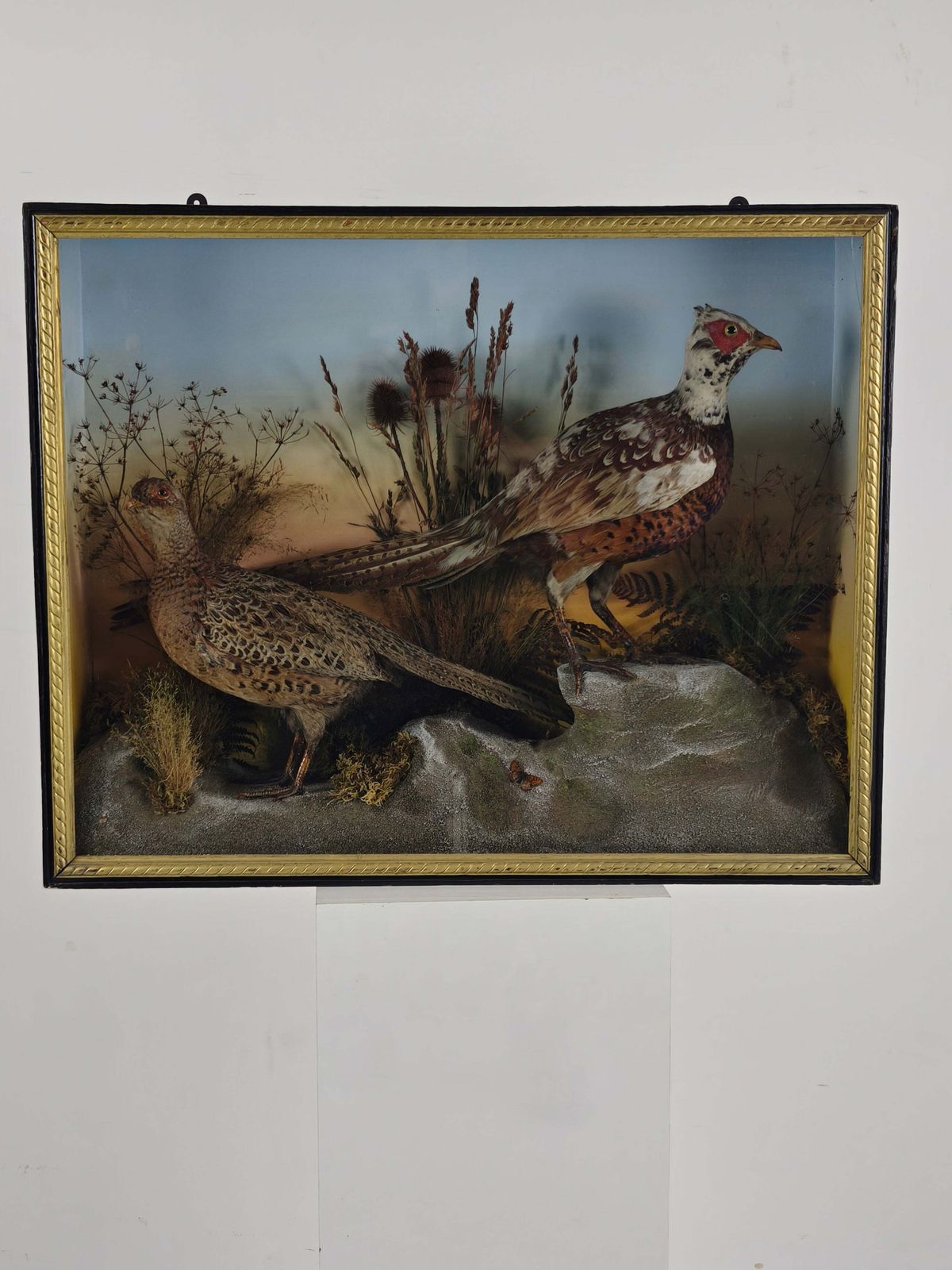 652.0 Fine 19th Century Cased Taxidermy By James Hutchings – Two Pheasants With Decorative Background photo
