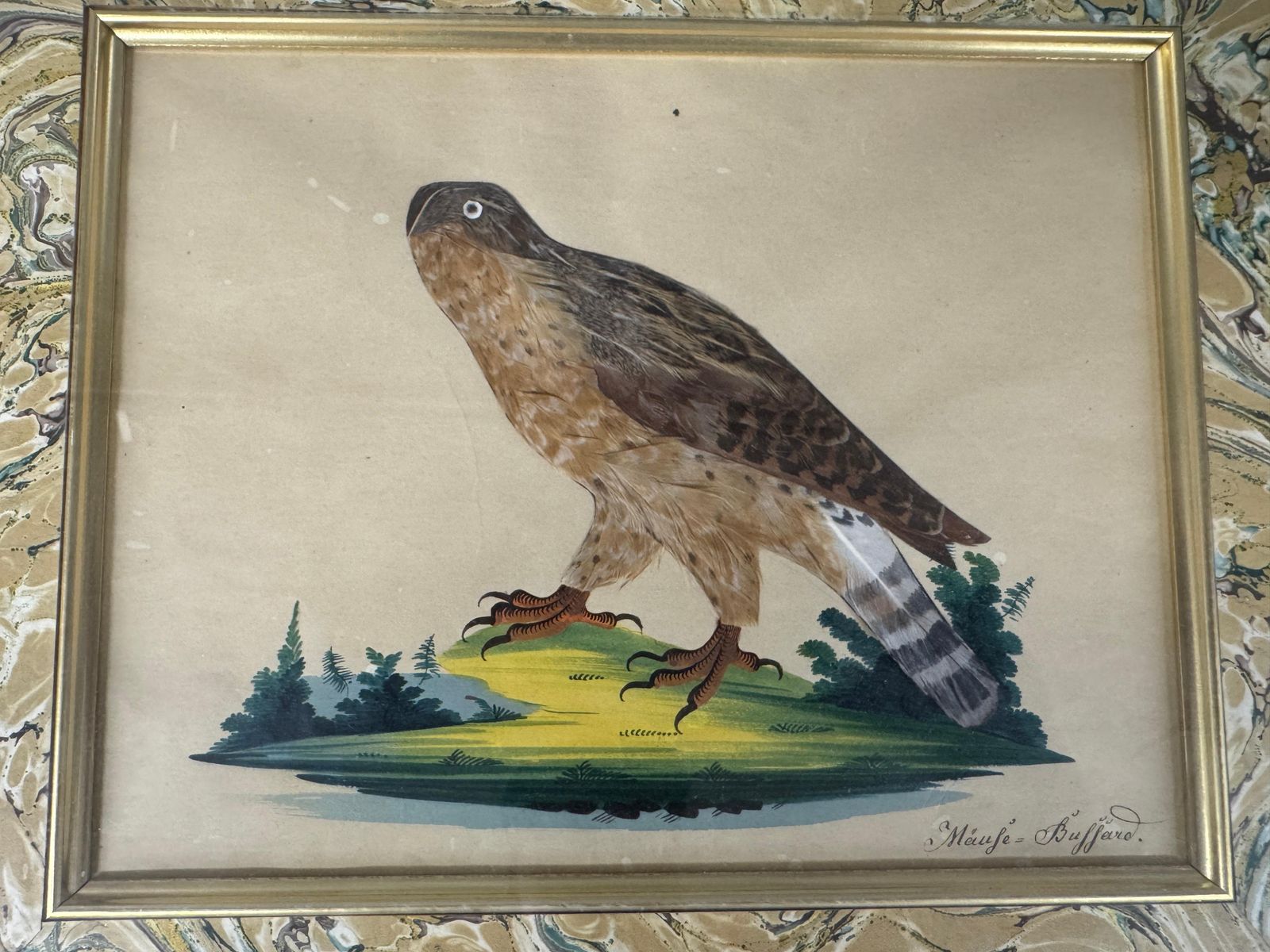 photo vinterior Set Of 7 Antique Watercolour & Feather Bird Pictures