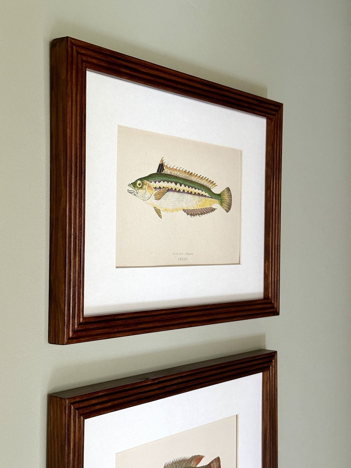 Pair Of 19th Century Hand Coloured Fish Illustrations By Jonathan Couch photo Art