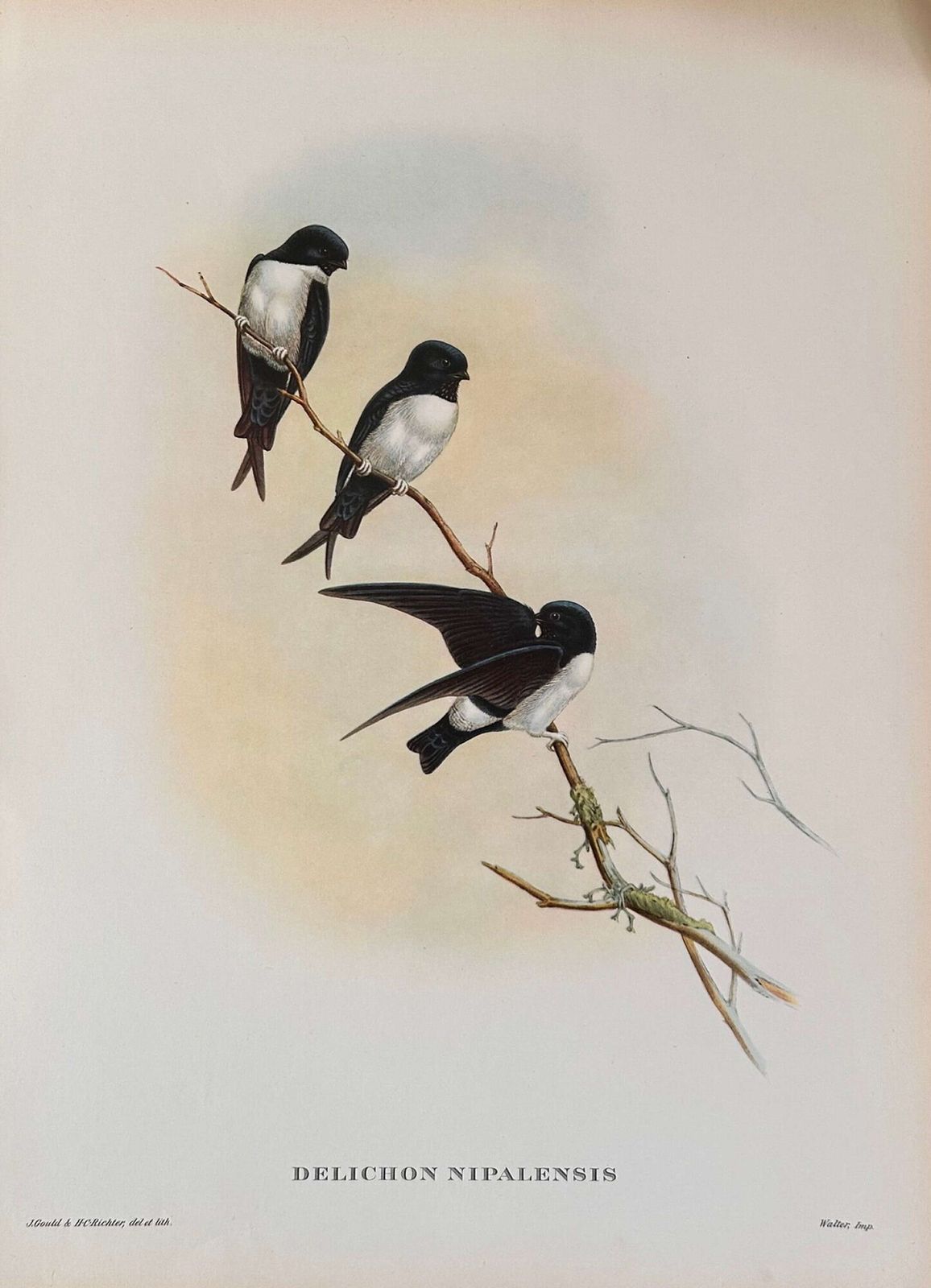 A Fabulous Set Of Six Unframed Gould Tropical Bird Prints (C) photo vinterior