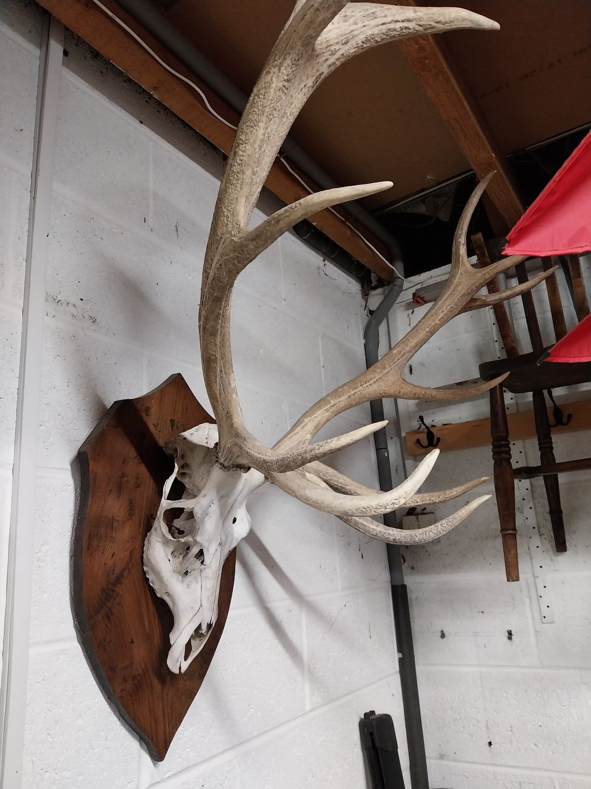 Huge Mounted Antique Red Deer Skull And Antlers photo vinterior