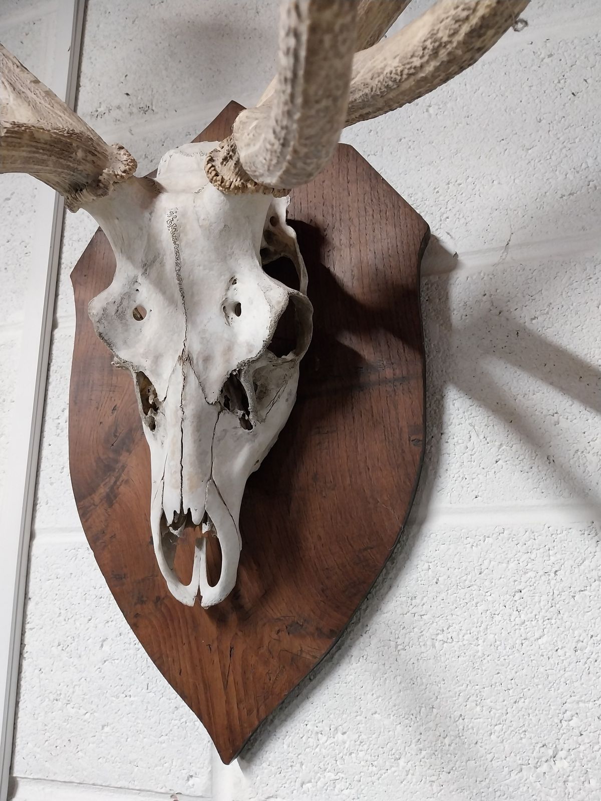 Huge Mounted Antique Red Deer Skull And Antlers photo vintage