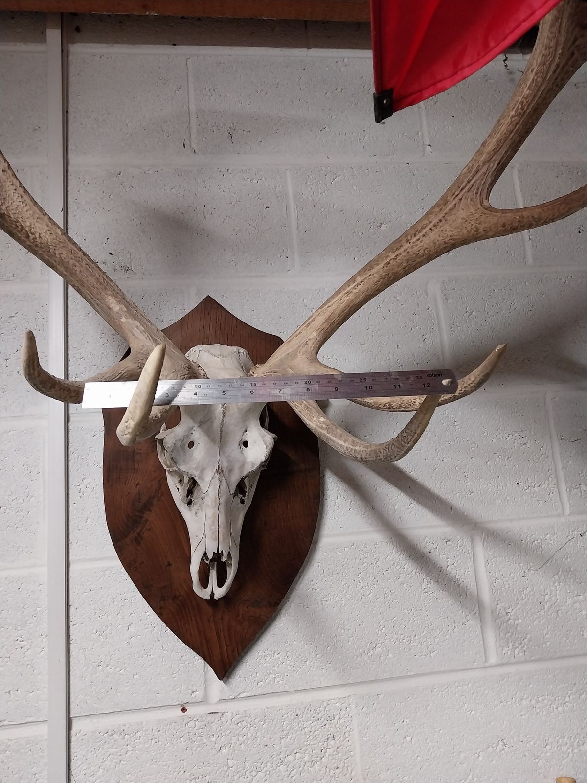 photo furniture Huge Mounted Antique Red Deer Skull And Antlers