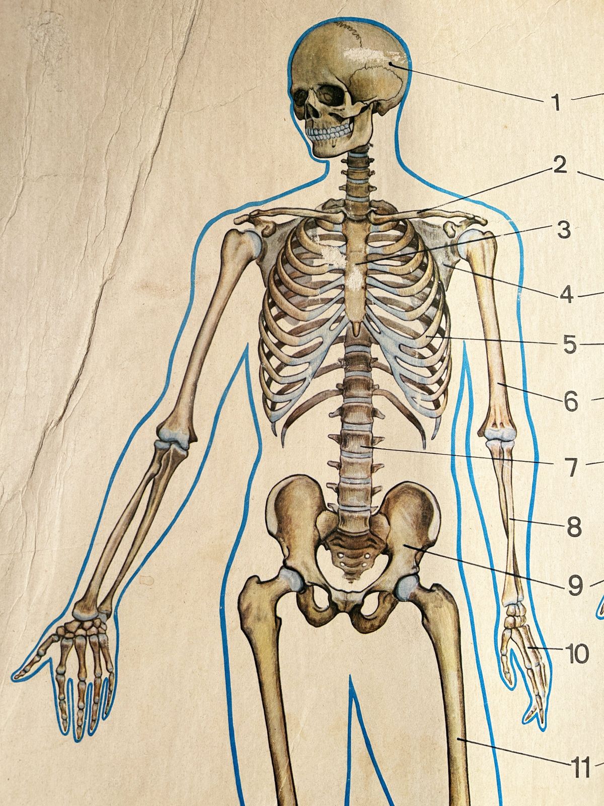 1982 Original Double Sided Soviet School Chart On Human Anatomy: Skeleton & Muscles, Vintage Ussr Educational Poster photo vintage
