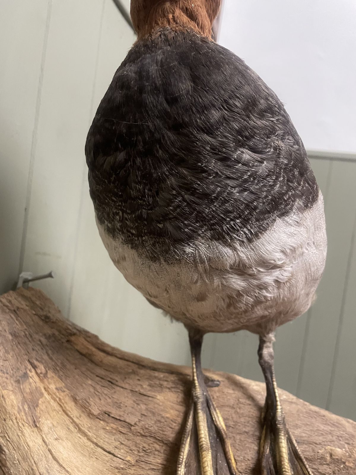Taxidermy Of British Duck On Natural Wood Wall Mount, 1920s photo vinterior