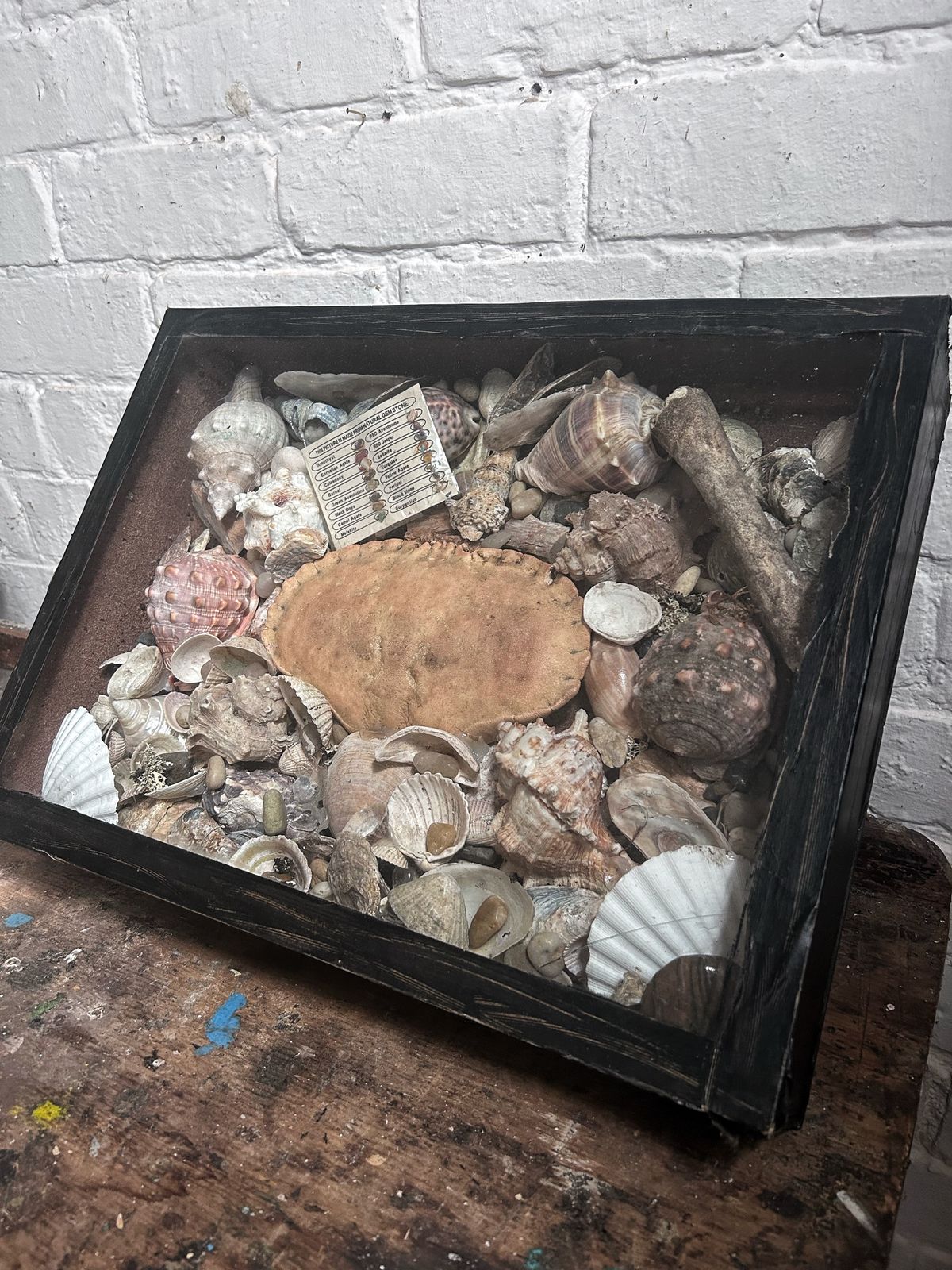 Home Decor Wunderkammer Vintage Curiosity Collection Glass Fronted Wooden Box Of Vintage Shells With Crab photo