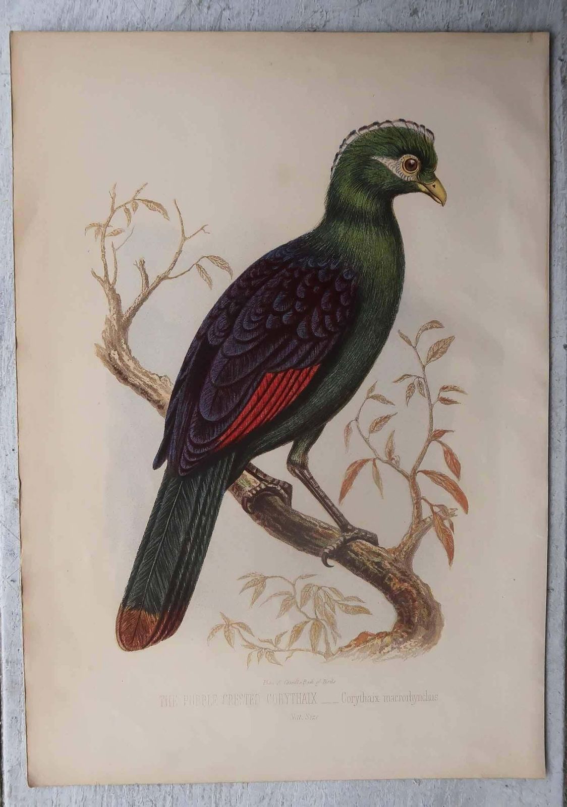 480.0 Set Of 12 Original Antique Prints Of Exotic Birds, C.1880. photo