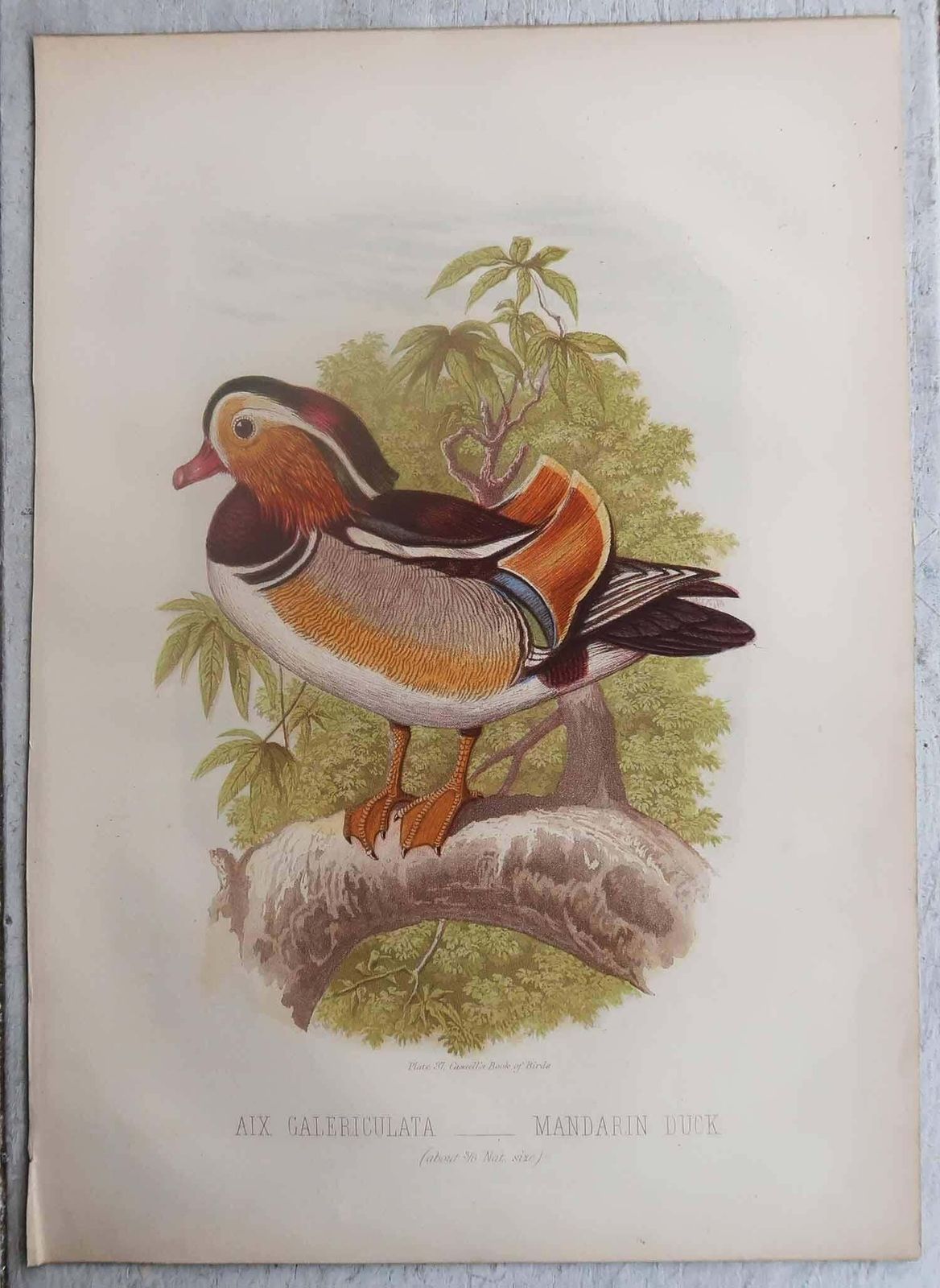 Pair Of Original Antique Prints Of Ducks, C.1880. photo for sale