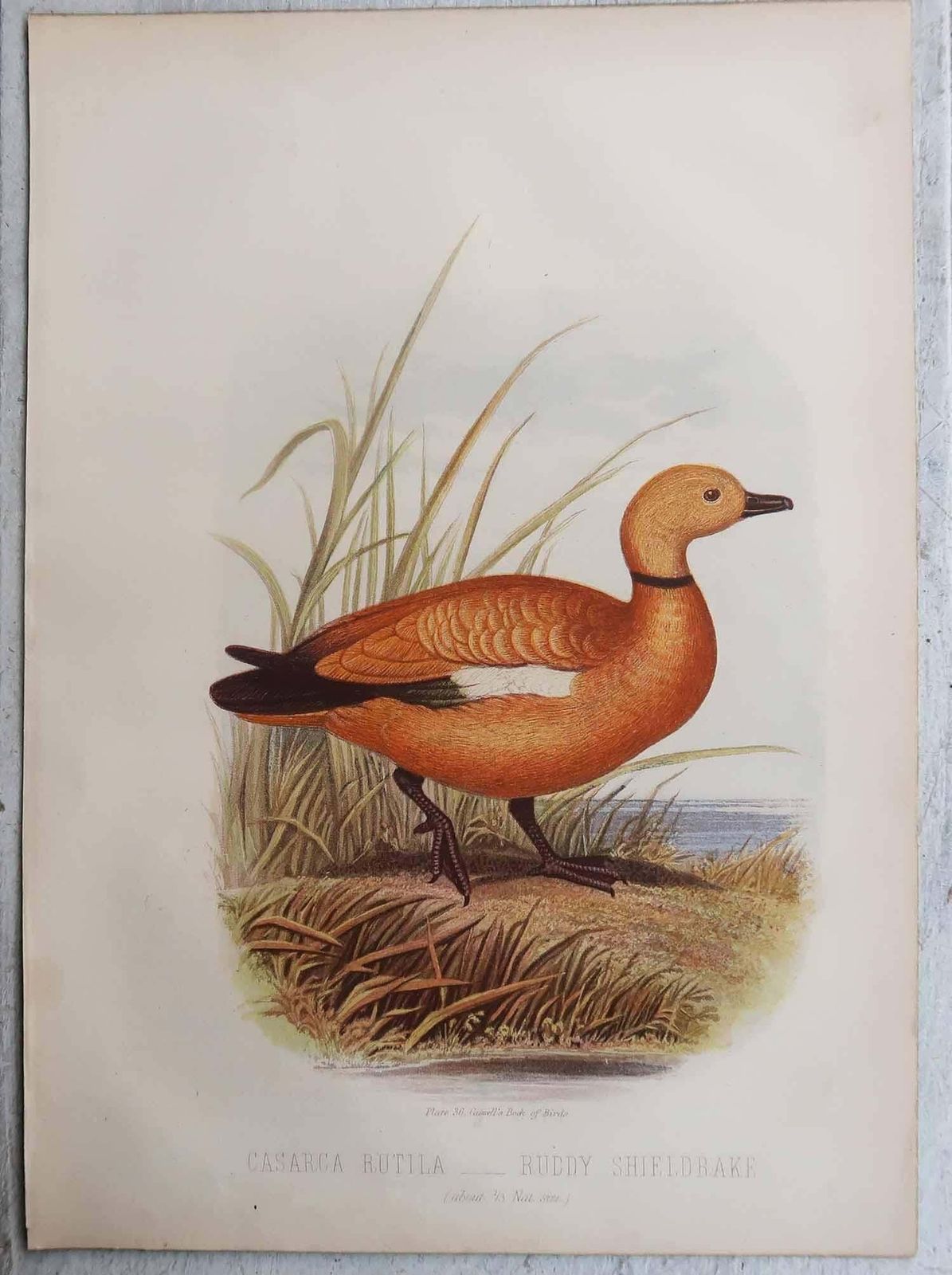 Pair Of Original Antique Prints Of Ducks, C.1880. photo Art