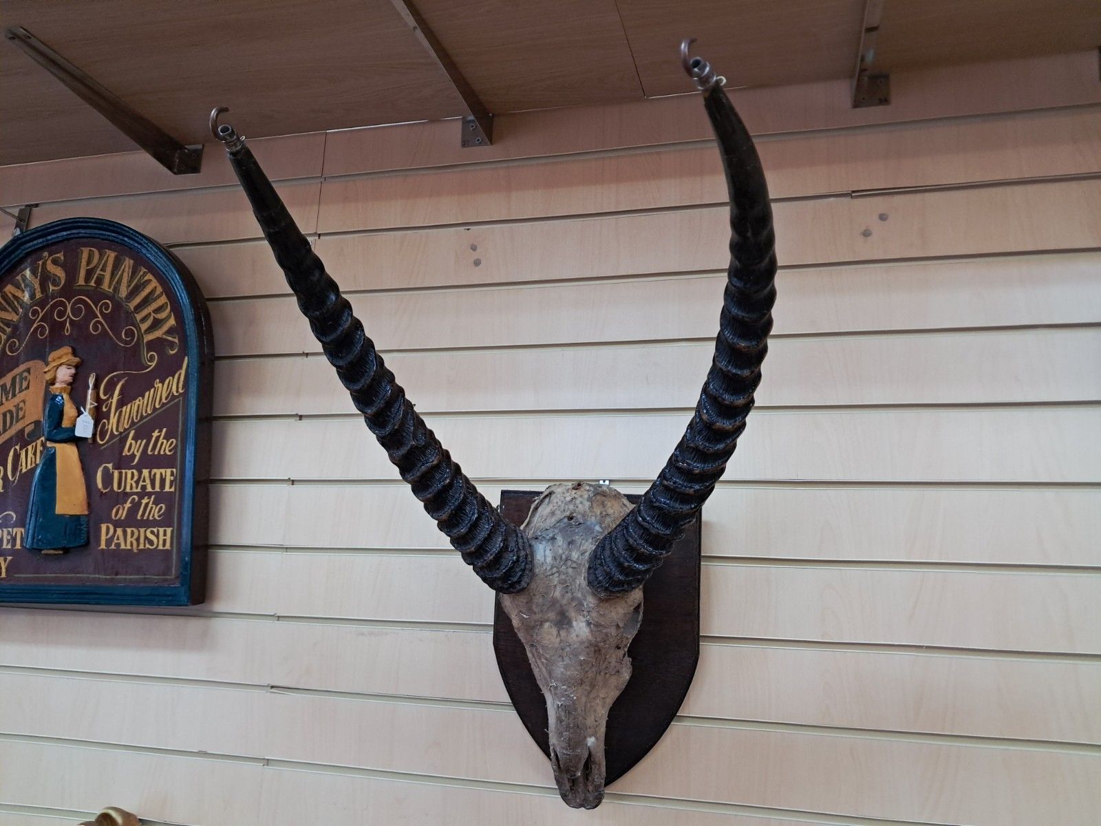 Antique Pair African Waterbuck Horns Antelope Taxidermy Mounted Oak Shield Large photo furniture