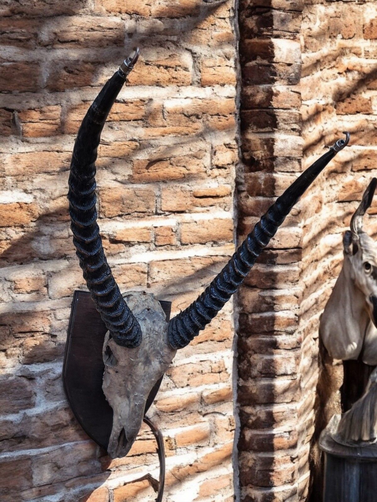 Antique Pair African Waterbuck Horns Antelope Taxidermy Mounted Oak Shield Large photo Home Decor