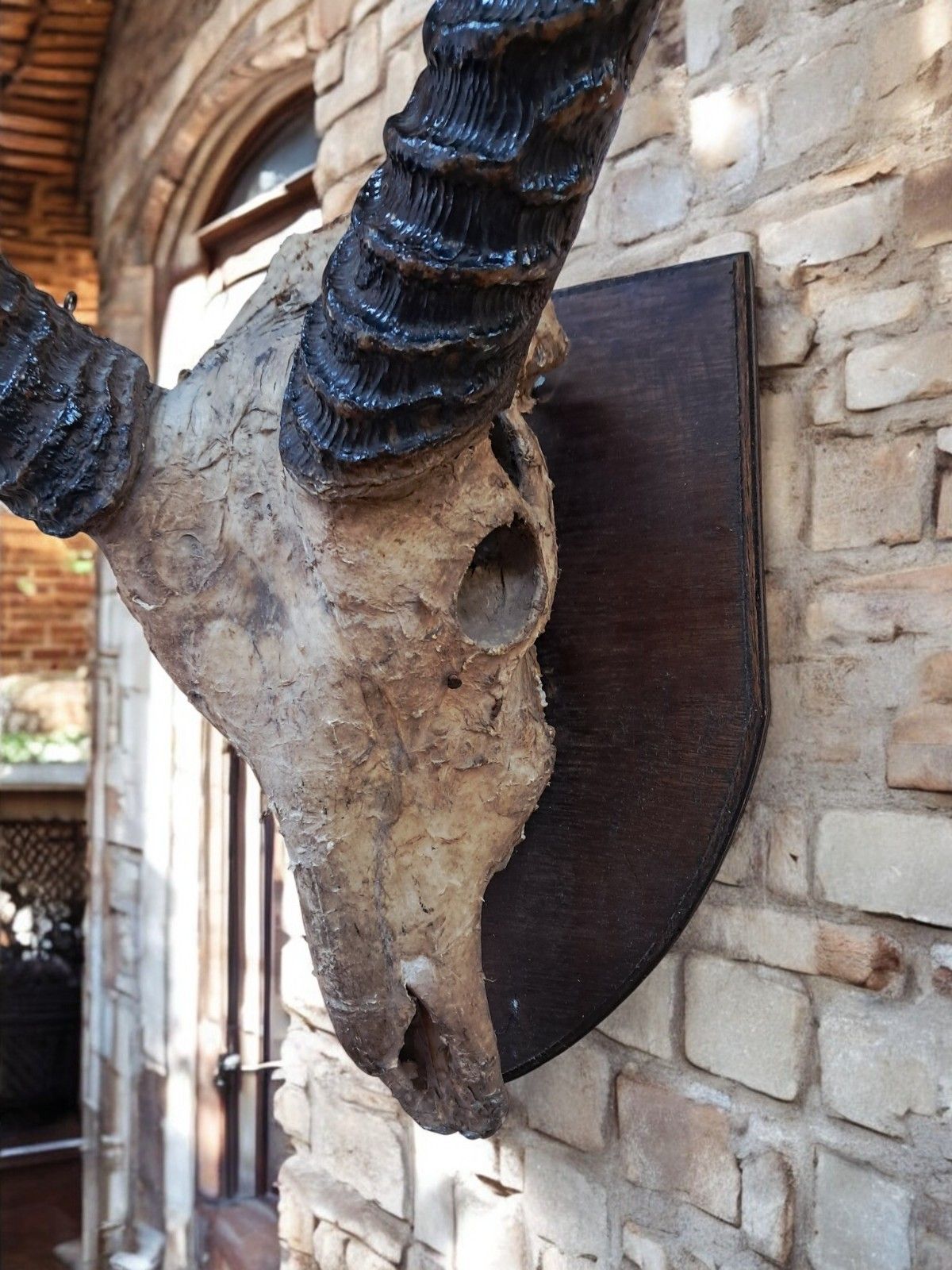 Antique Pair African Waterbuck Horns Antelope Taxidermy Mounted Oak Shield Large photo buy