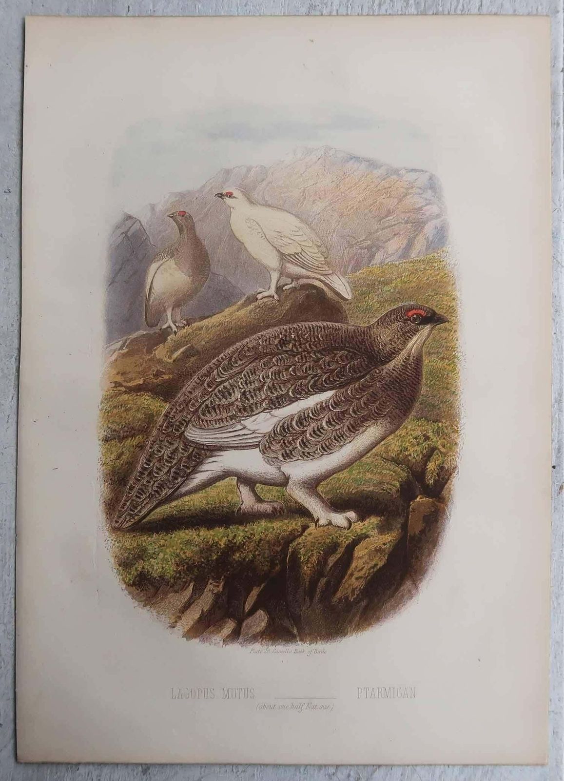Set Of 4 Original Antique Prints Of Game Birds, C.1880. photo 120.0