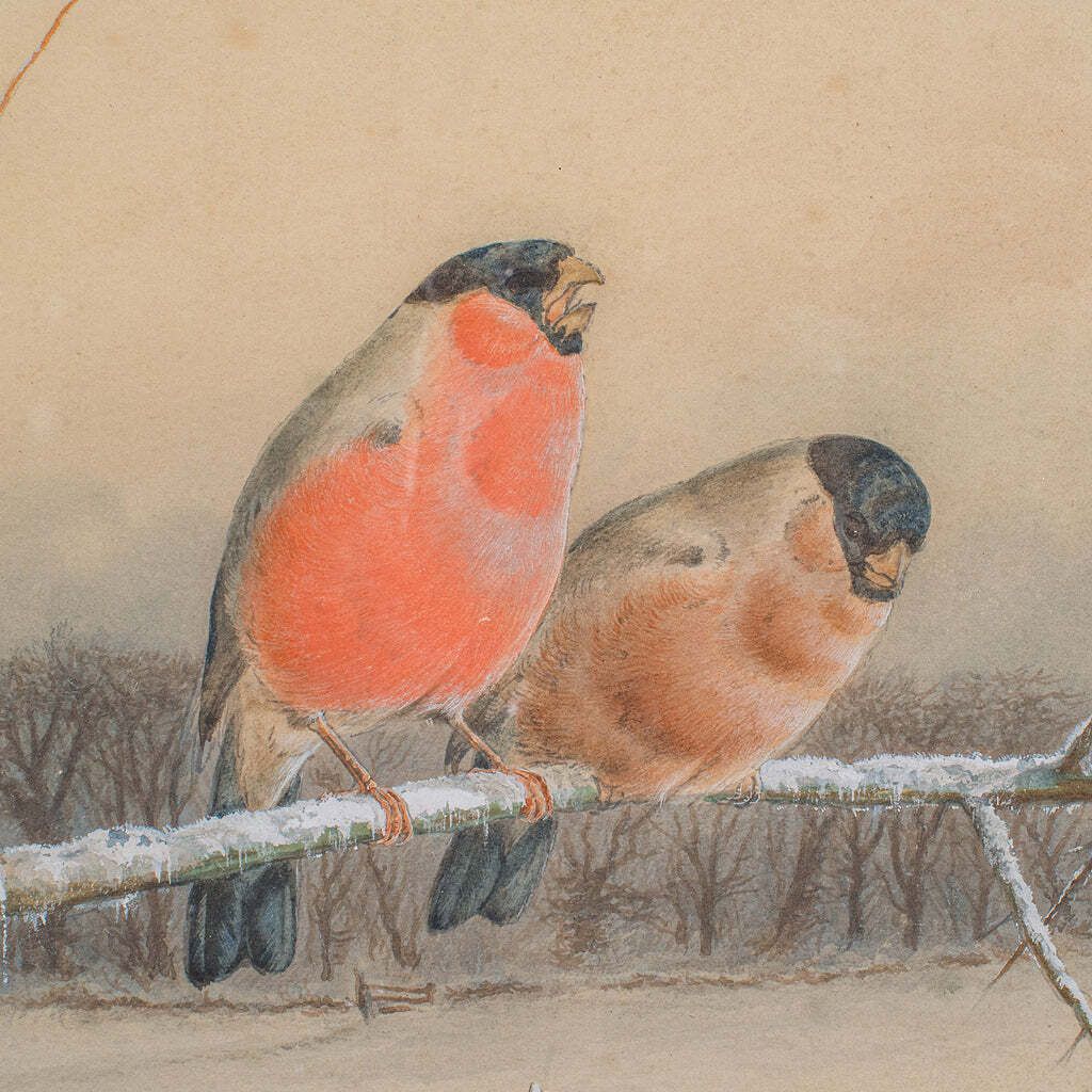 Antique Watercolour Finch Painting, English School, Art, Harry Bright, Victorian photo 1425.0