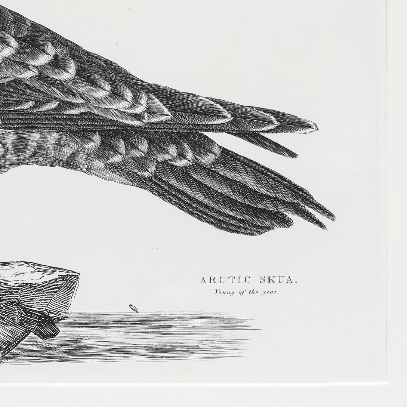 Prideaux John Selby (1788 1867) Early 20th Century Engraving, Arctic Skua photo Art