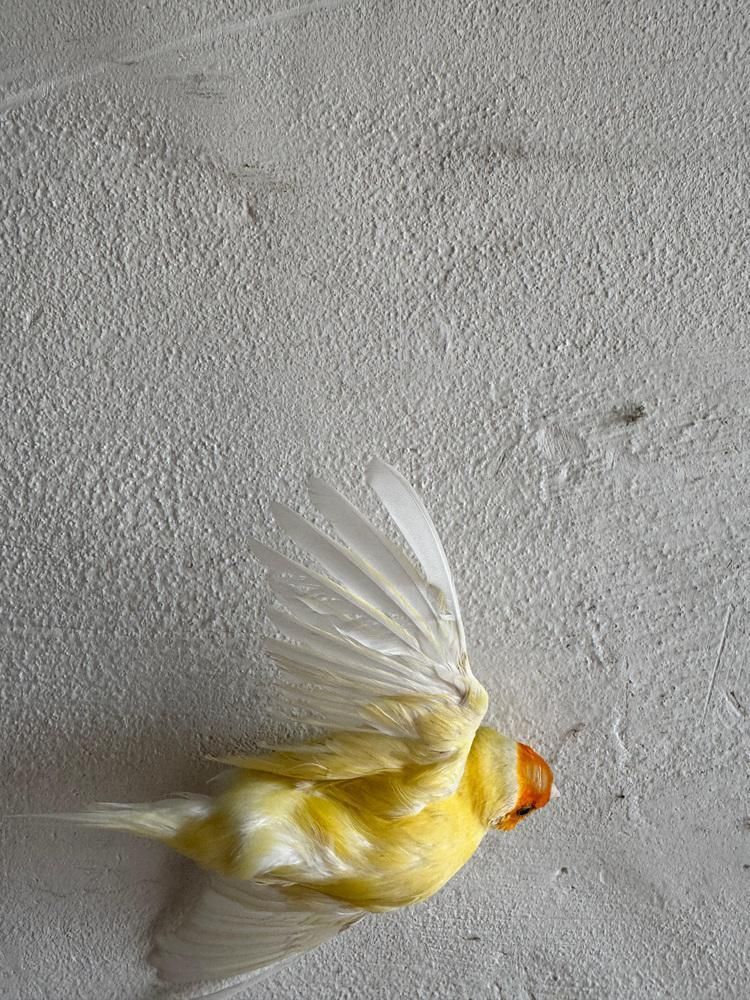 Large Dried Flower Wall Wreath With Bird Detail photo furniture