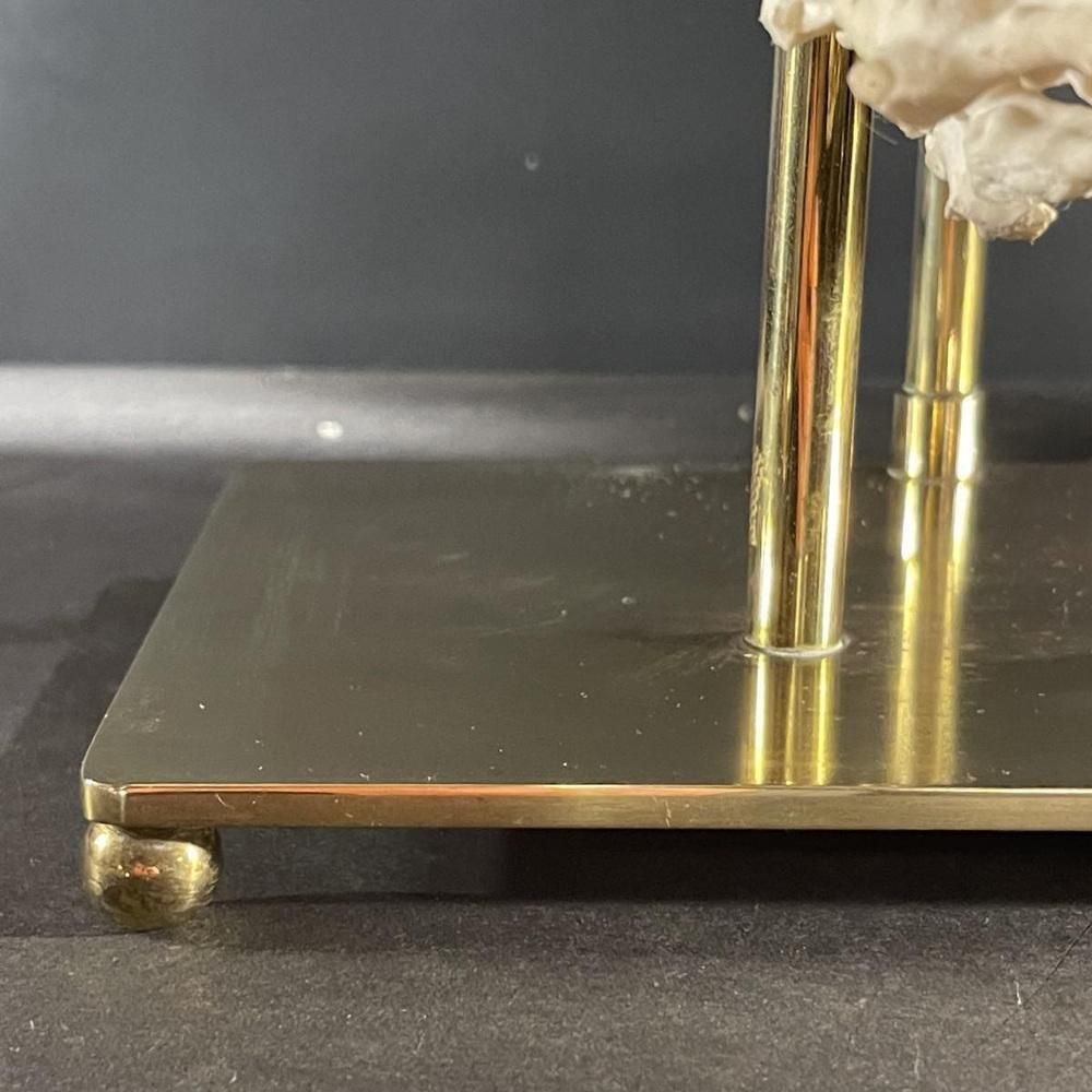 photo furniture Hollywood Regency Coral Table Lamp In Gilded Bronze Base From Willy Daro 1970s