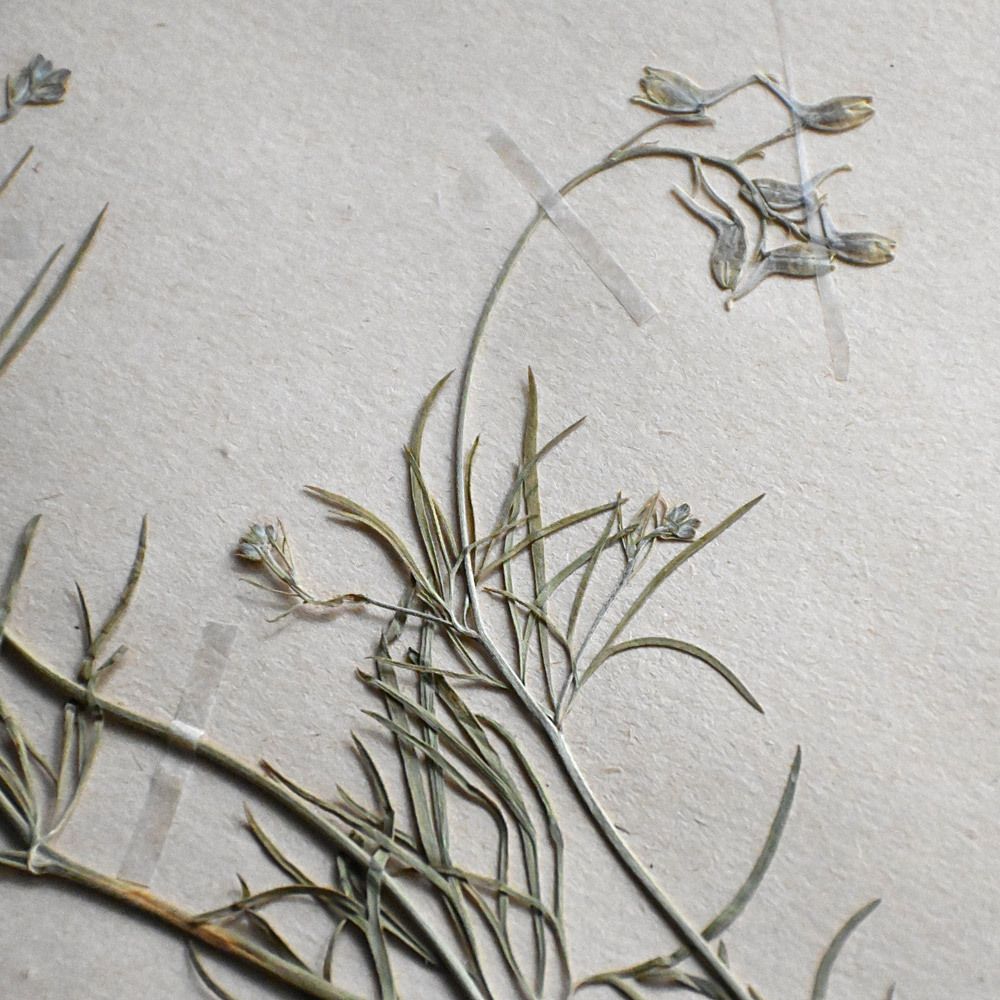 Six Early 20th Century Pressed Botanic Samples Signed And Dated Flowers Circa 1906 photo buy
