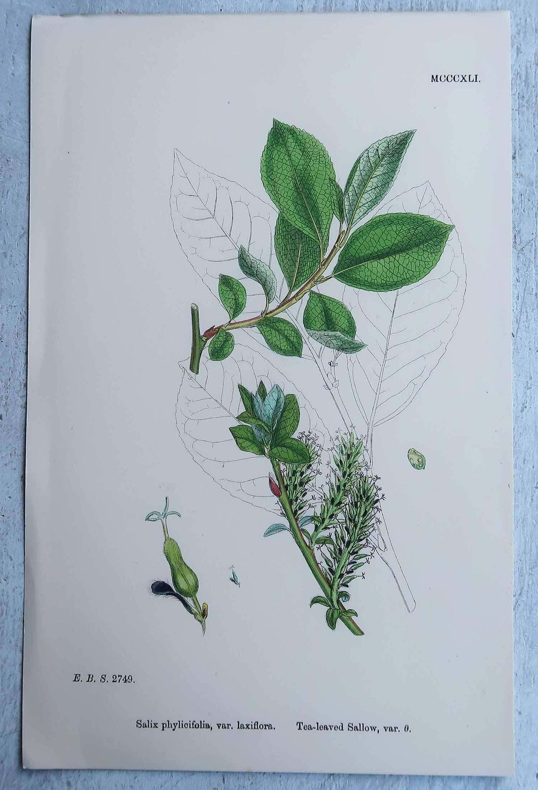 Set Of 16 Original Antique Botanical Prints, Circa 1850 photo for sale