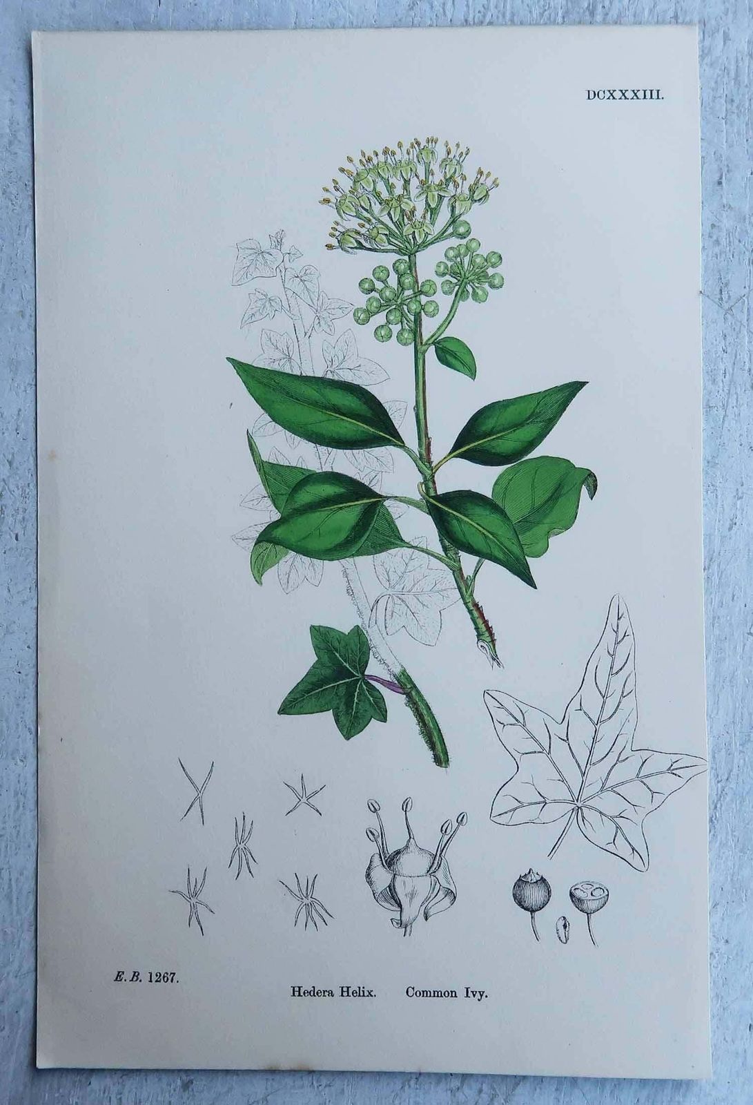 Set Of 16 Original Antique Botanical Prints, Circa 1850 photo vintage