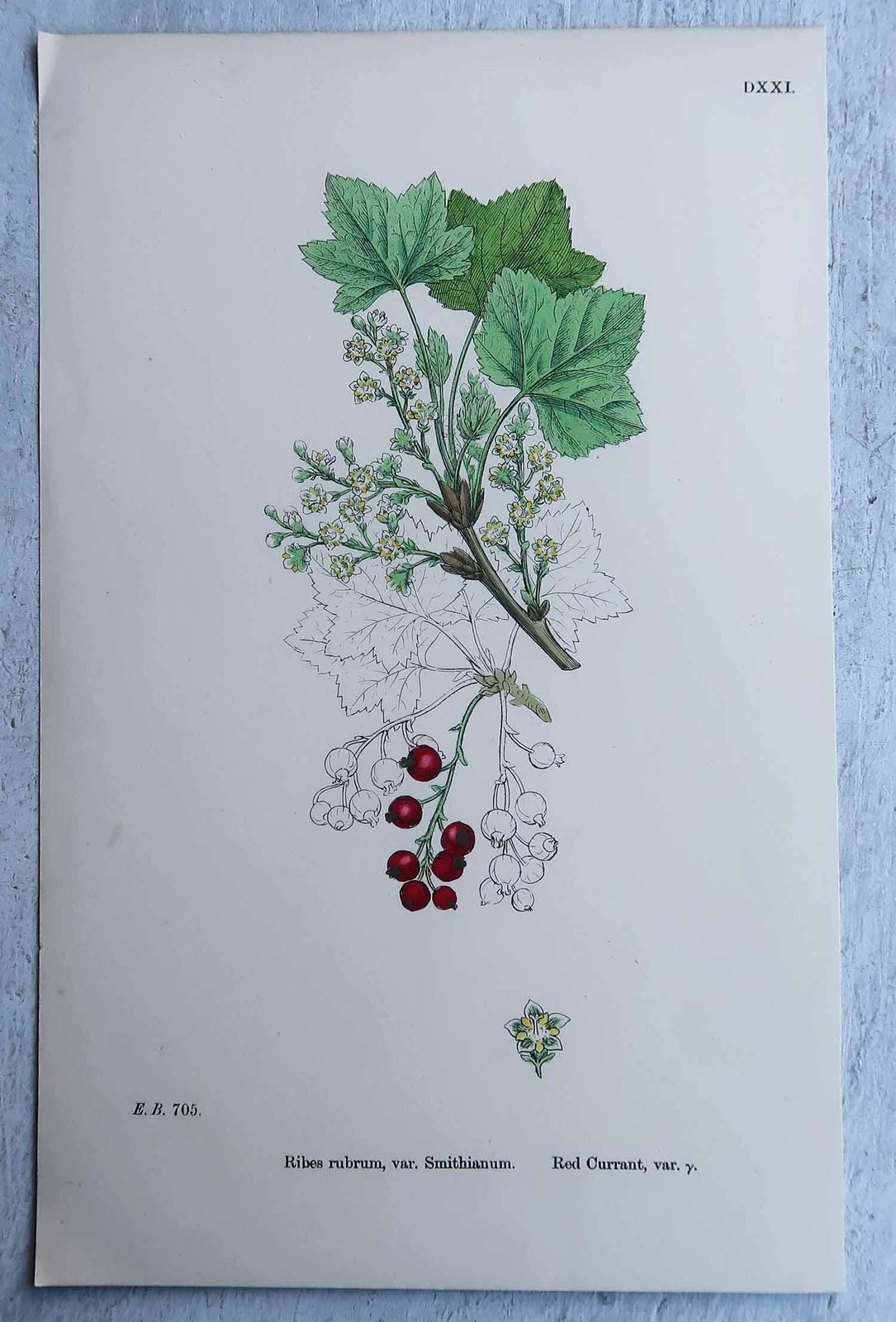 photo furniture Set Of 16 Original Antique Botanical Prints, Circa 1850