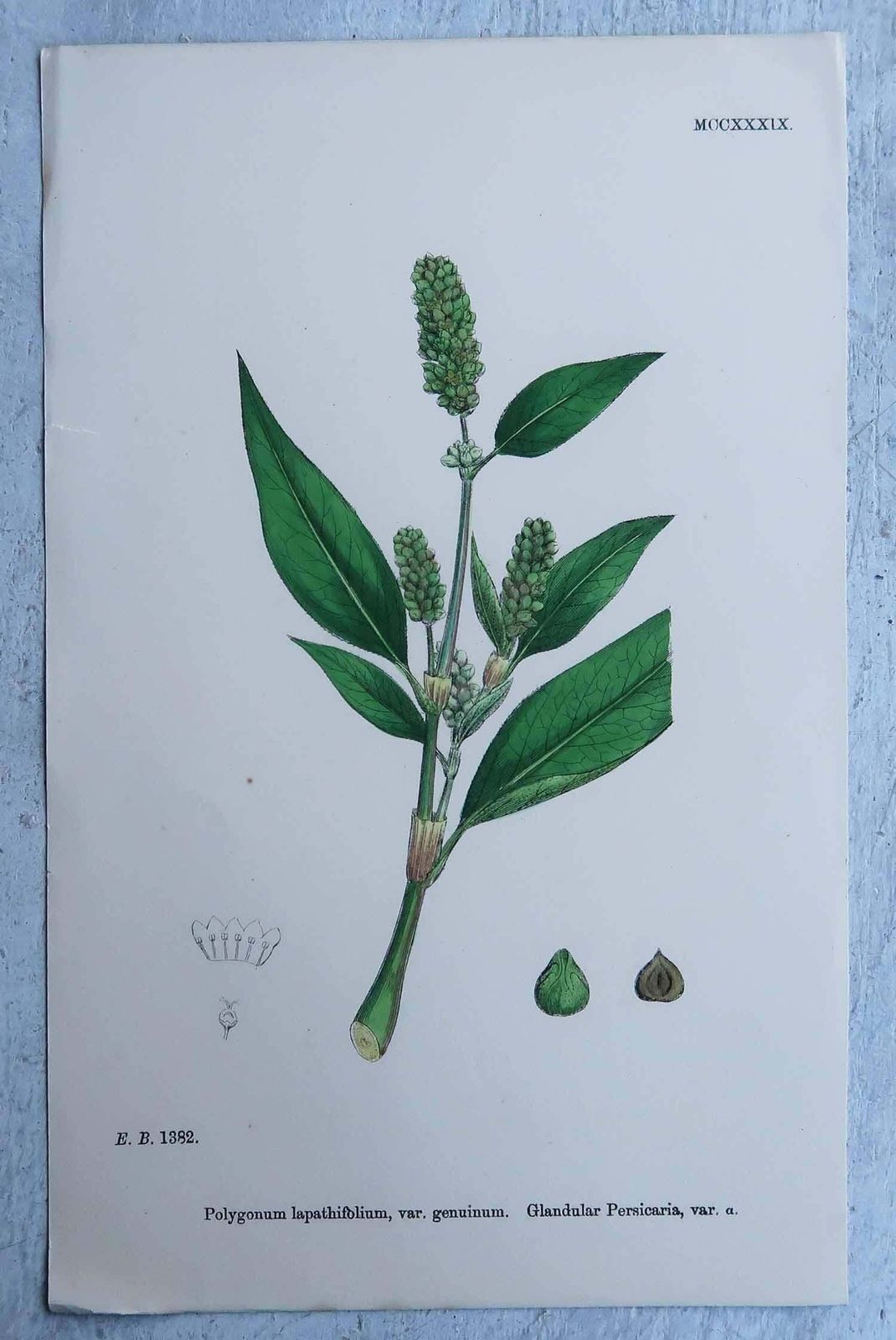 photo for sale Set Of 16 Original Antique Botanical Prints, Circa 1850