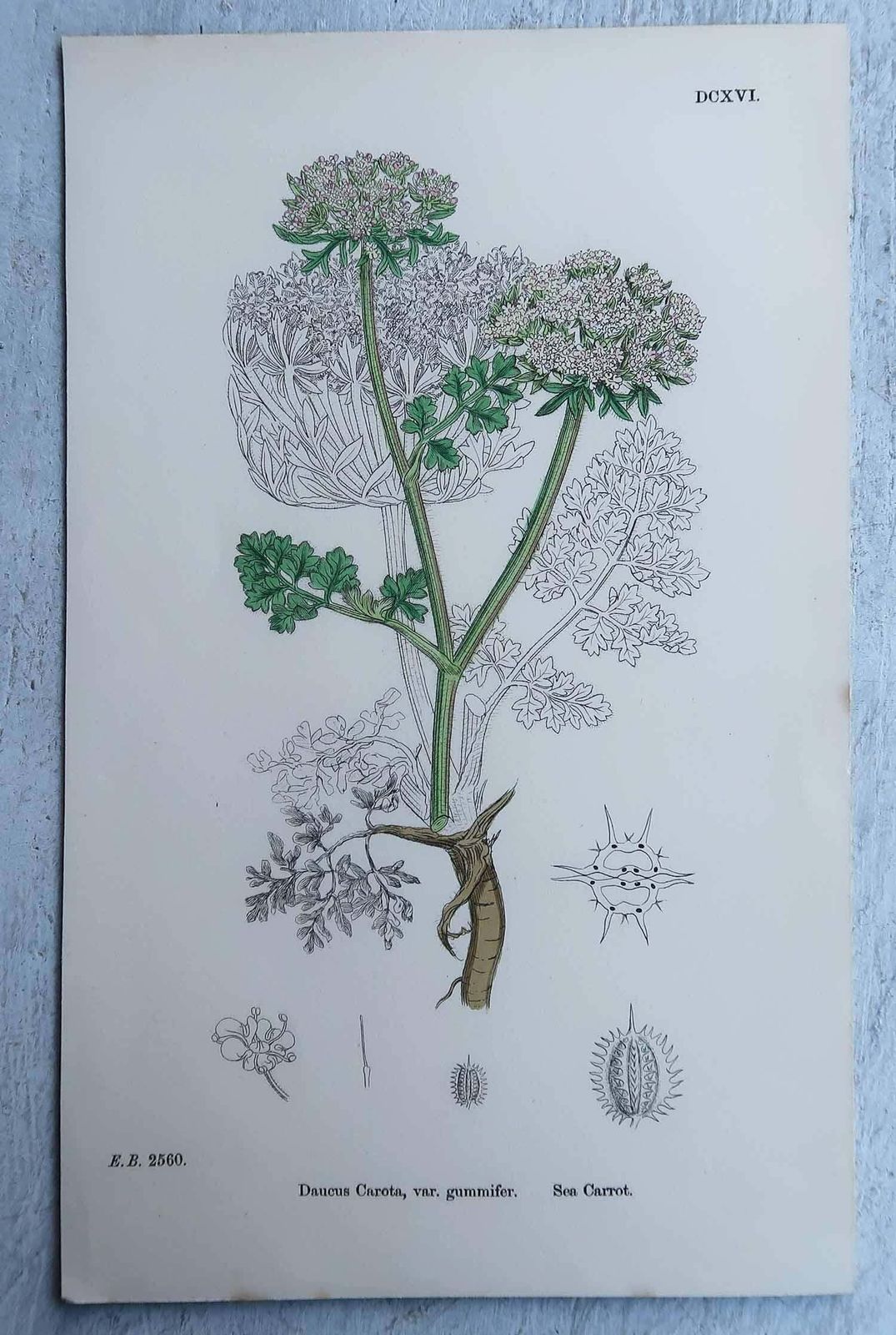 Art Set Of 16 Original Antique Botanical Prints, Circa 1850 photo