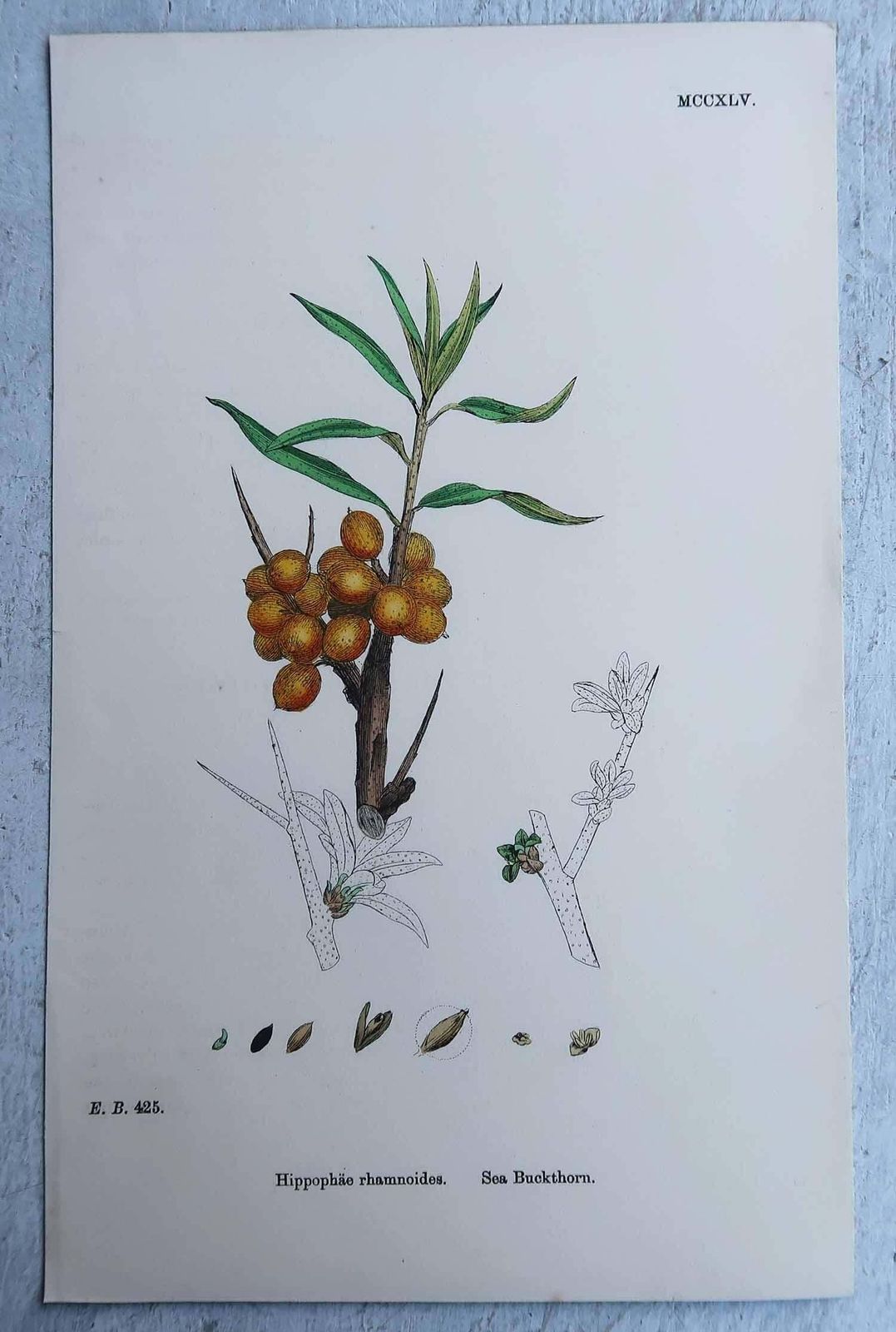 photo buy Set Of 16 Original Antique Botanical Prints, Circa 1850