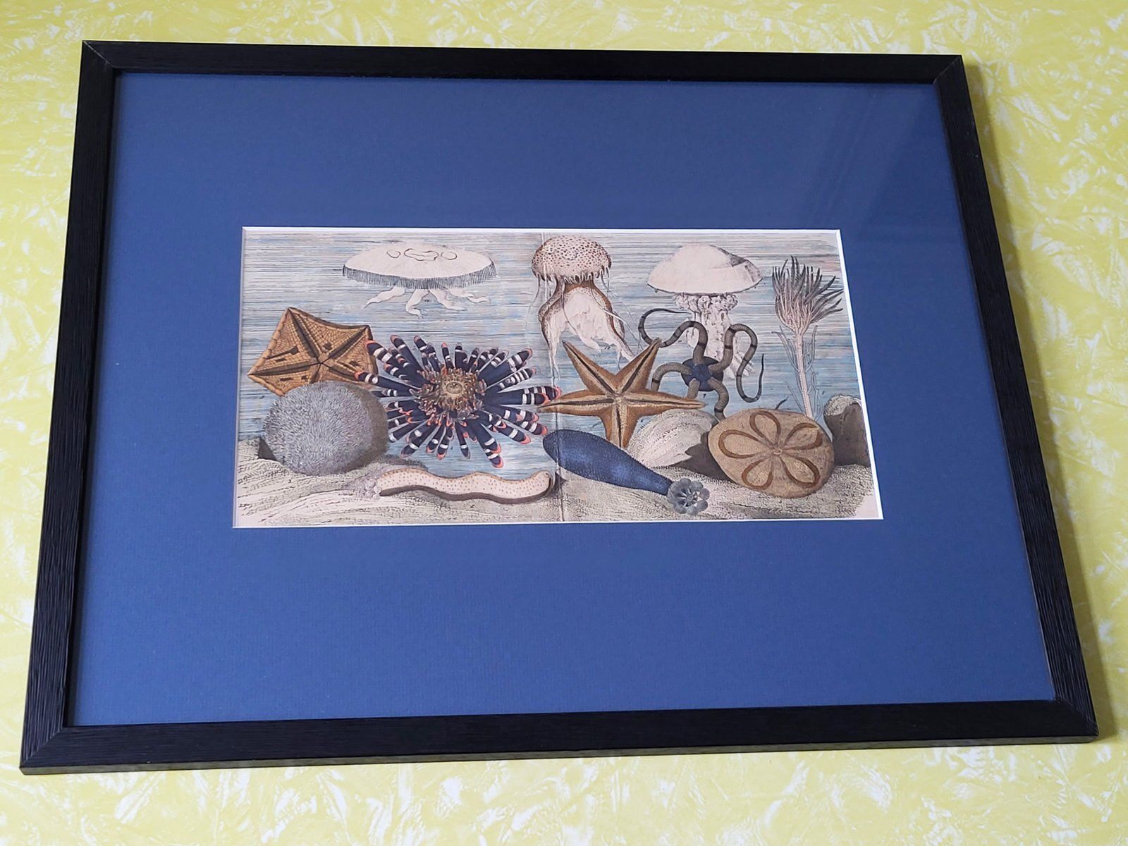 Antique Hand Illustrated Zoological Print Of Sea Creatures, 19th Century