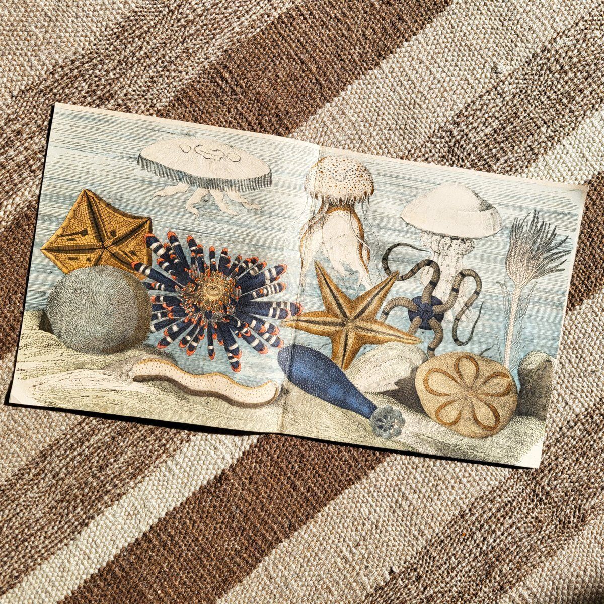 Antique Hand Illustrated Zoological Print Of Sea Creatures, 19th Century photo Art
