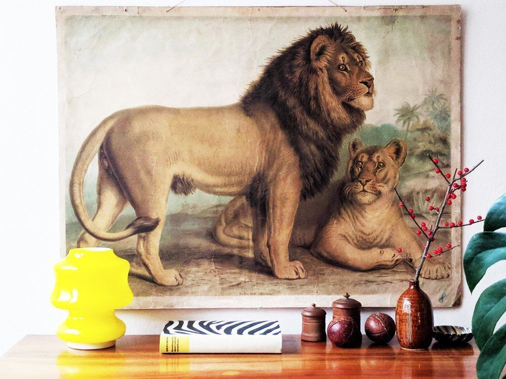 Antique Lion & Lioness Original Educational Wall Chart By A. Pichlers Witwe & Sohn, Vienna, 19th Century photo furniture