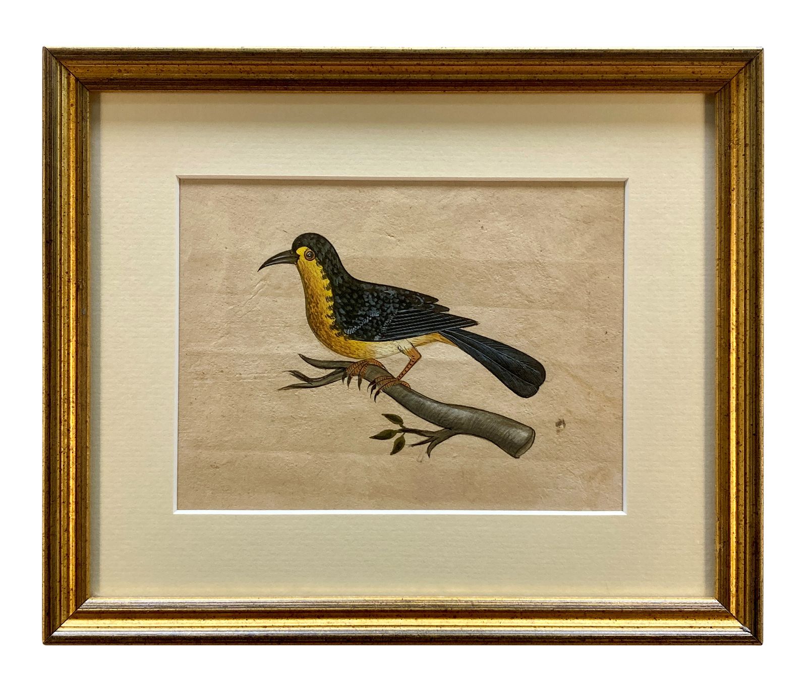 3245.0 A Collection Of Eleven Early XIX Century Watercolours Of Indian Birds photo