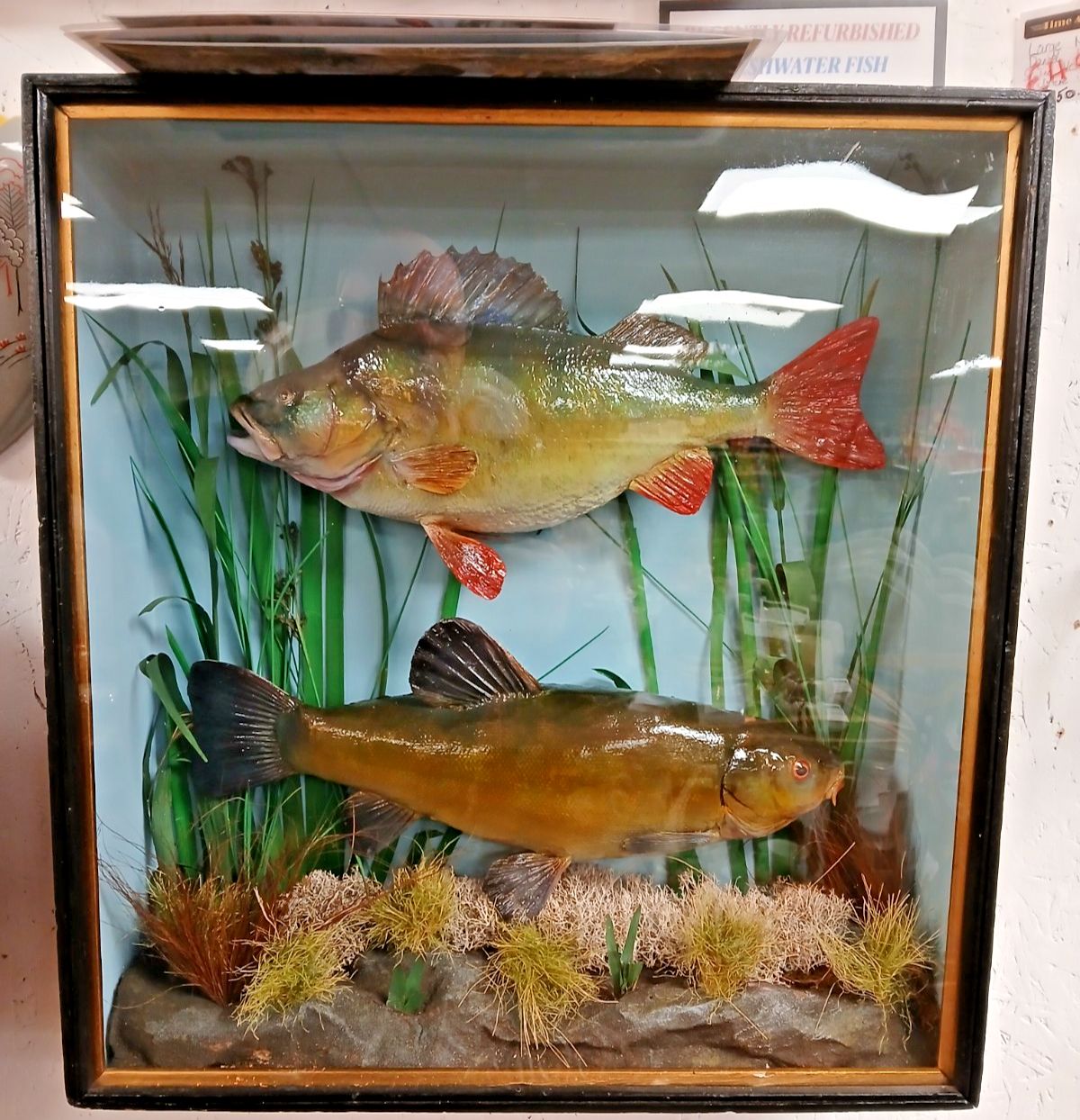 Refurbish Freshwater Perch & Tench Taxidermy In Box Fronted Case photo furniture