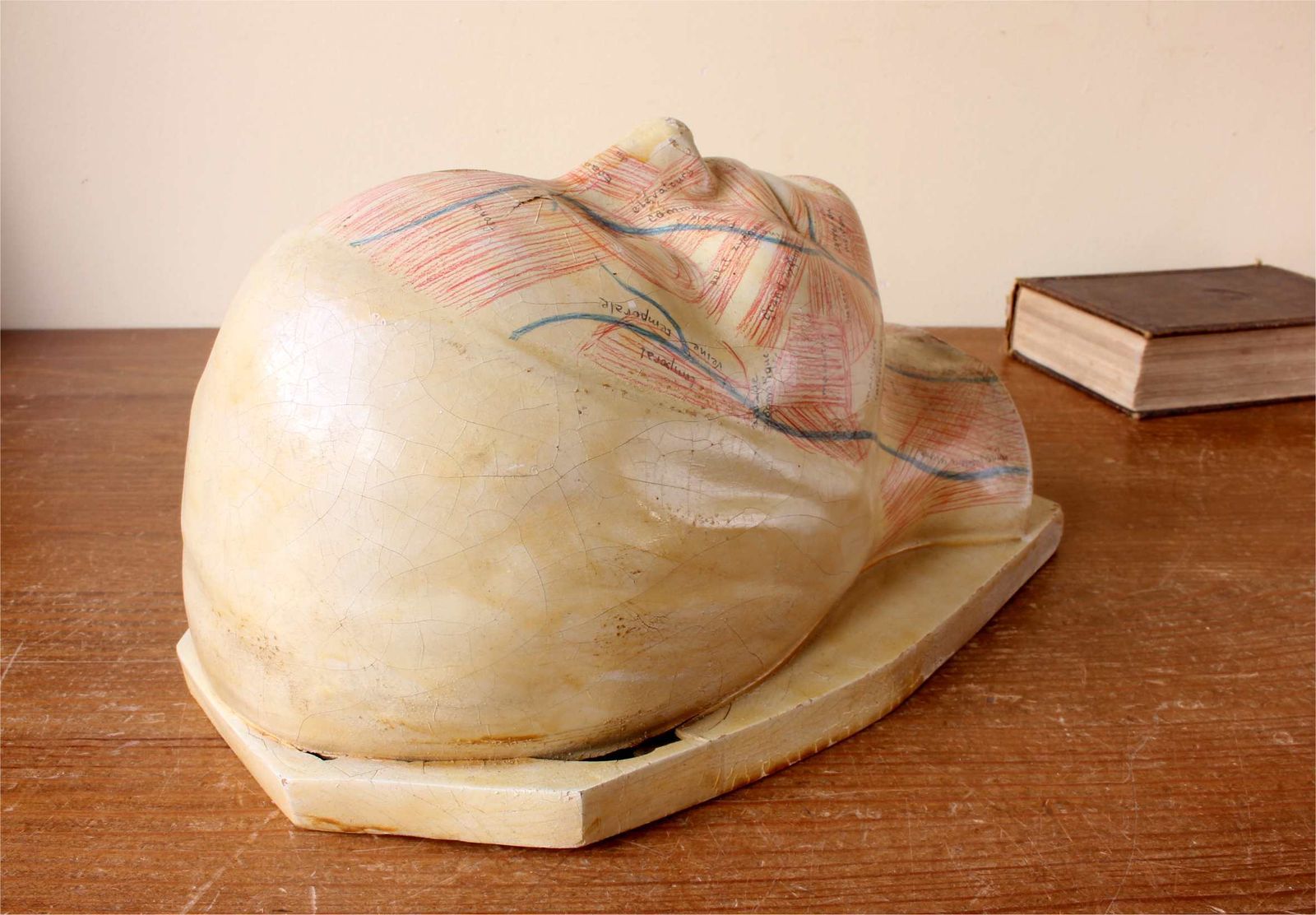 photo furniture Art Deco French Anatomical Face Model. Study Mask. Muscles & Veins.