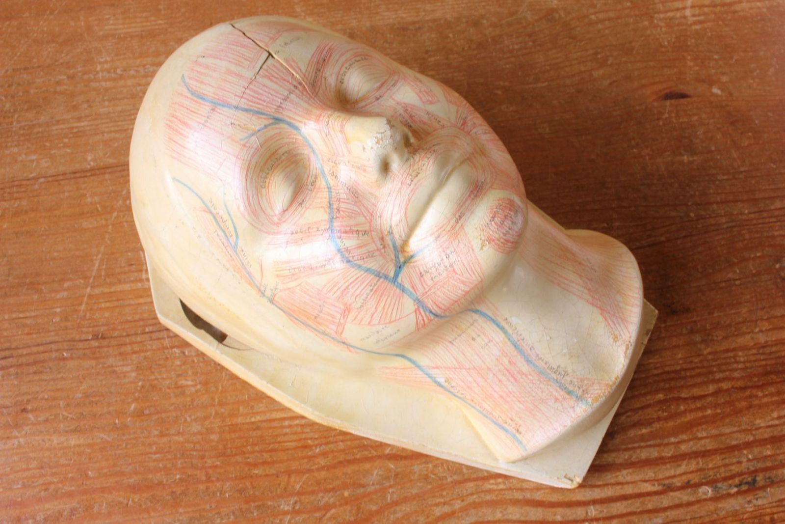 310.0 Art Deco French Anatomical Face Model. Study Mask. Muscles & Veins. photo