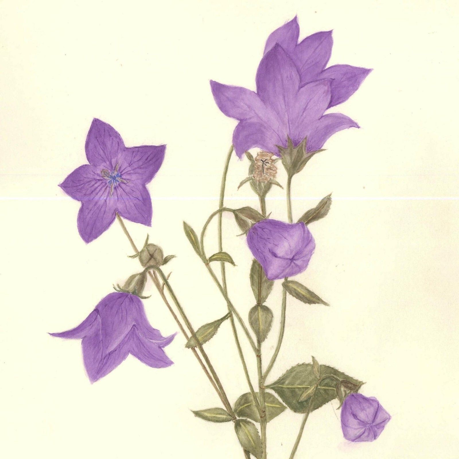 Kathleen Moyra Bellis 20th Century Watercolour, Platycodon Grandiflorus photo for sale