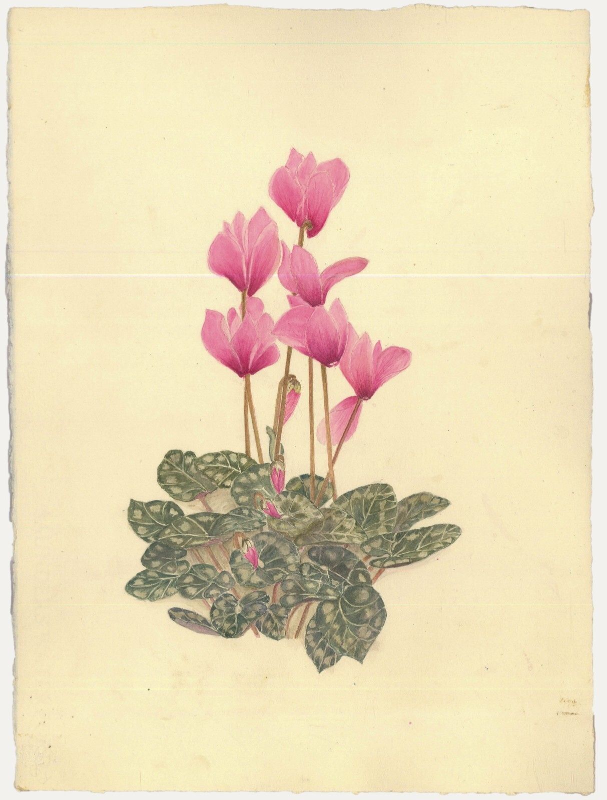 Kathleen Moyra Bellis 20th Century Watercolour, Cyclamen Persicum