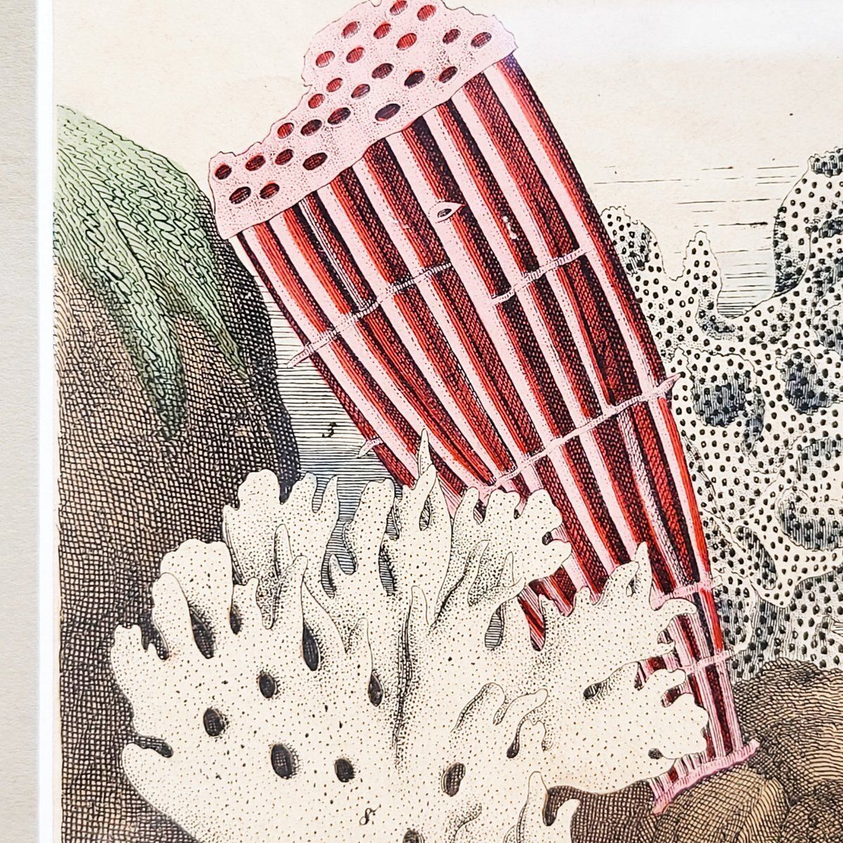 Art Antique Zoological Print With Coral & Anemones, 19th Century photo