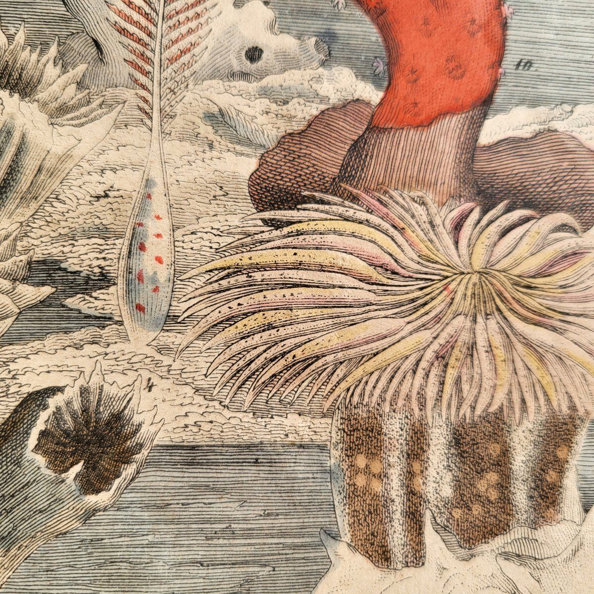 photo buy Antique Zoological Print With Coral & Anemones, 19th Century
