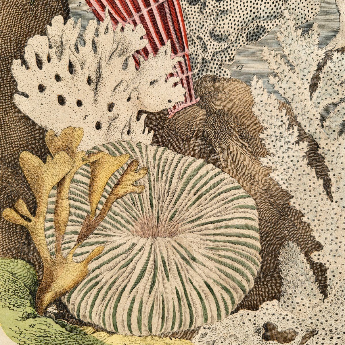 photo vintage Antique Zoological Print With Coral & Anemones, 19th Century