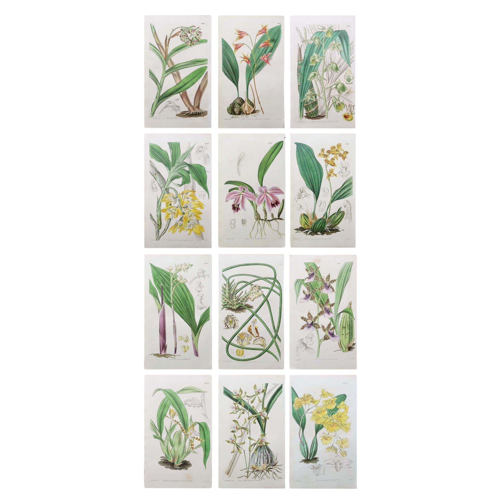 Set Of 12 Original Antique Botanical Prints  Orchids. Curtis. Dated 1837