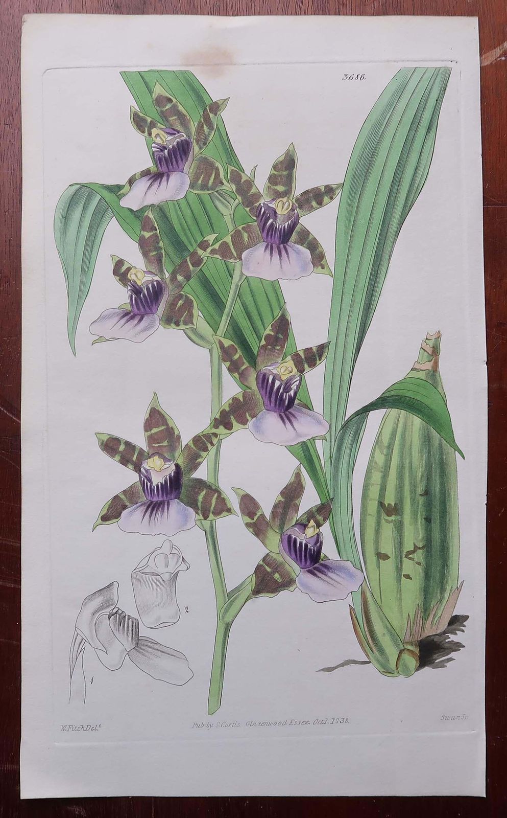Art Set Of 12 Original Antique Botanical Prints  Orchids. Curtis. Dated 1837 photo